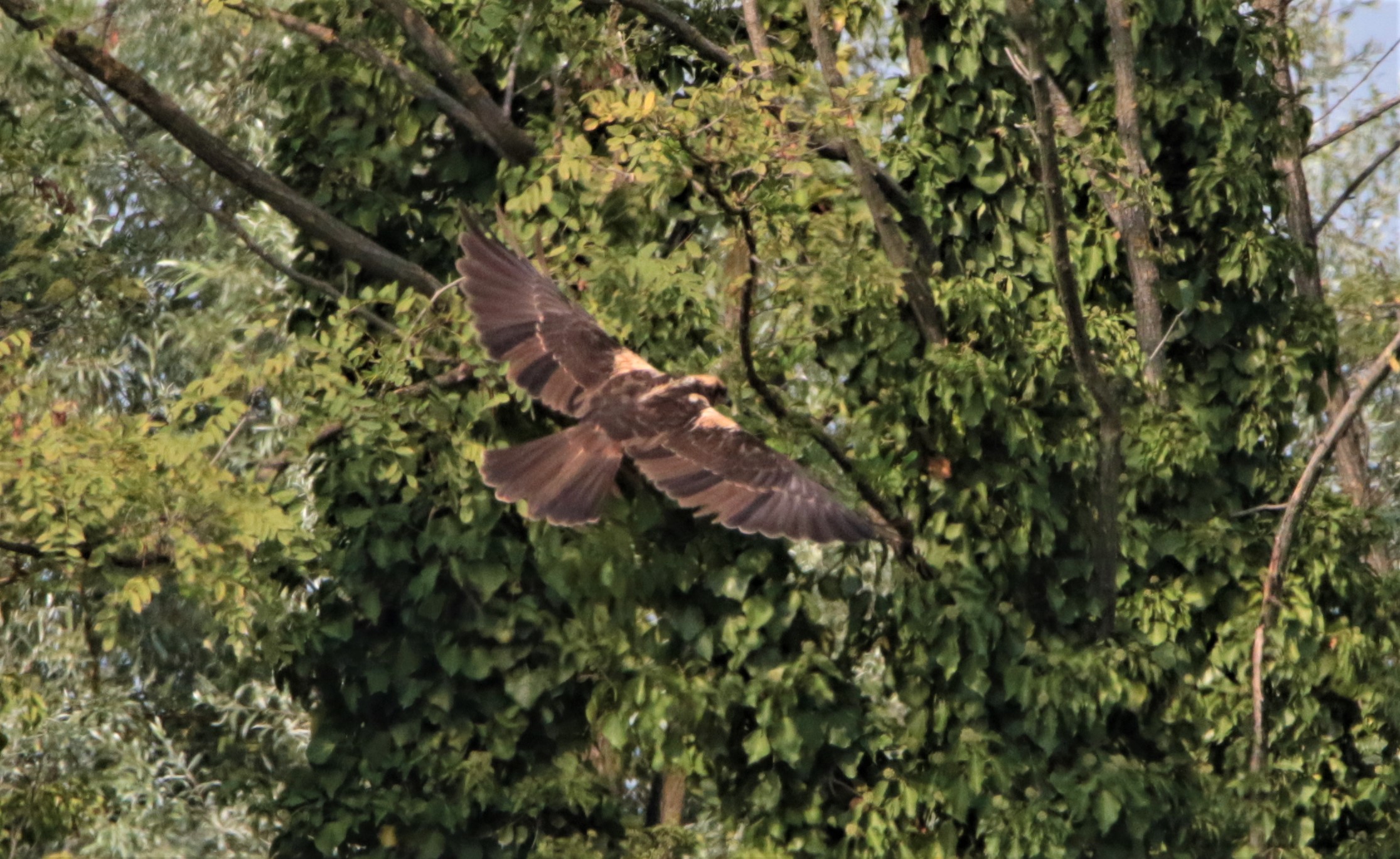 marsh falcon