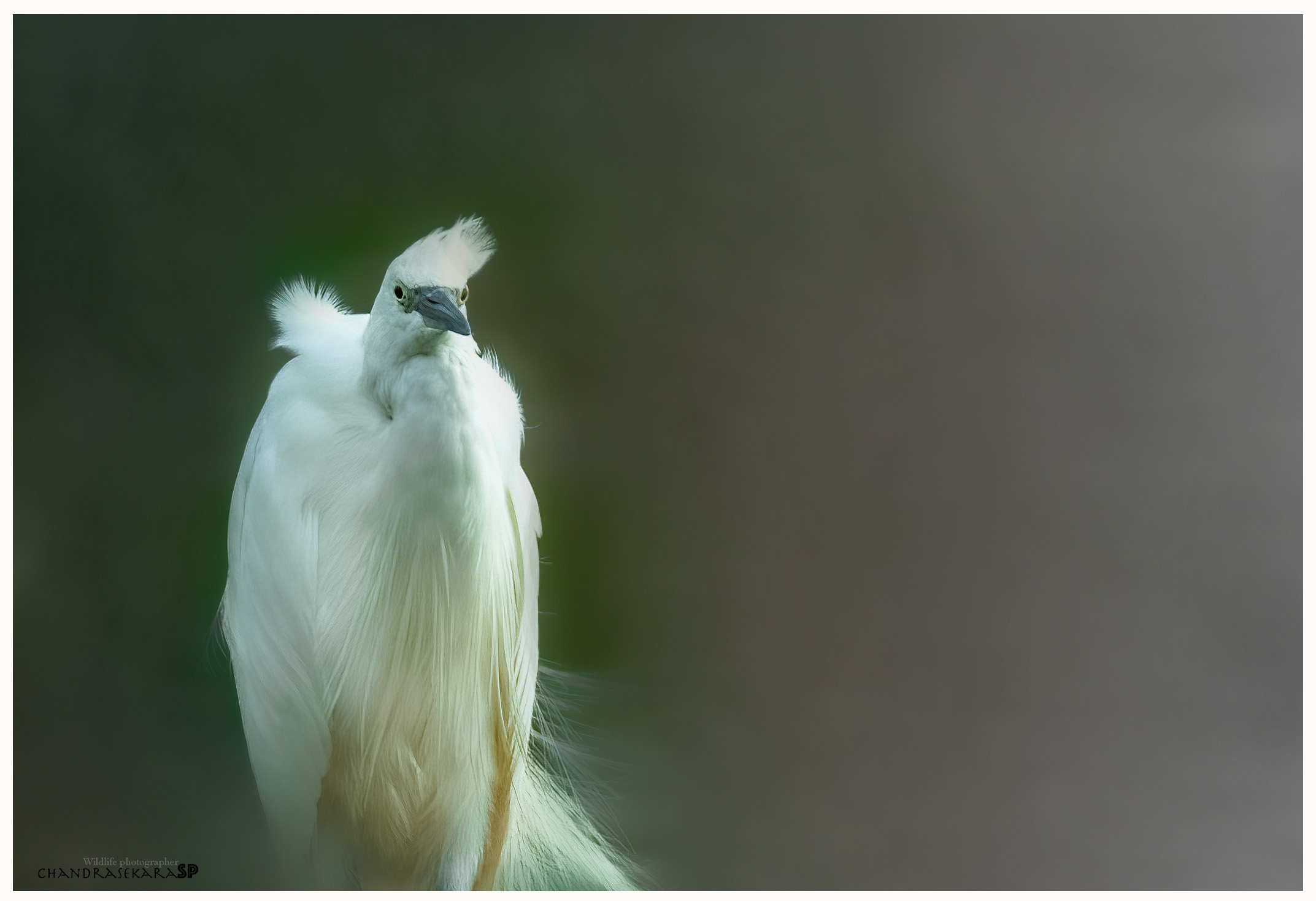 pull wind begins cold