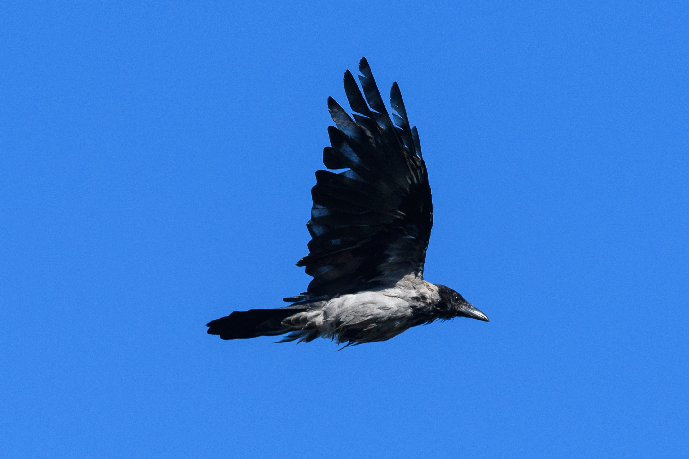 Crow