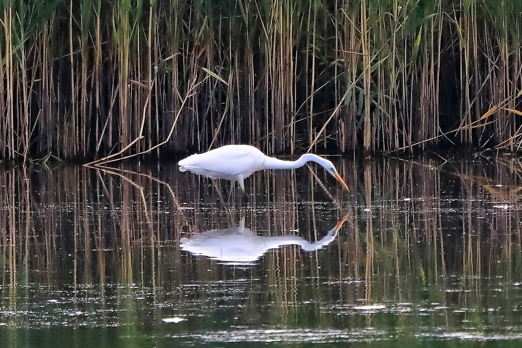 bianco maggiore 14-07-2022