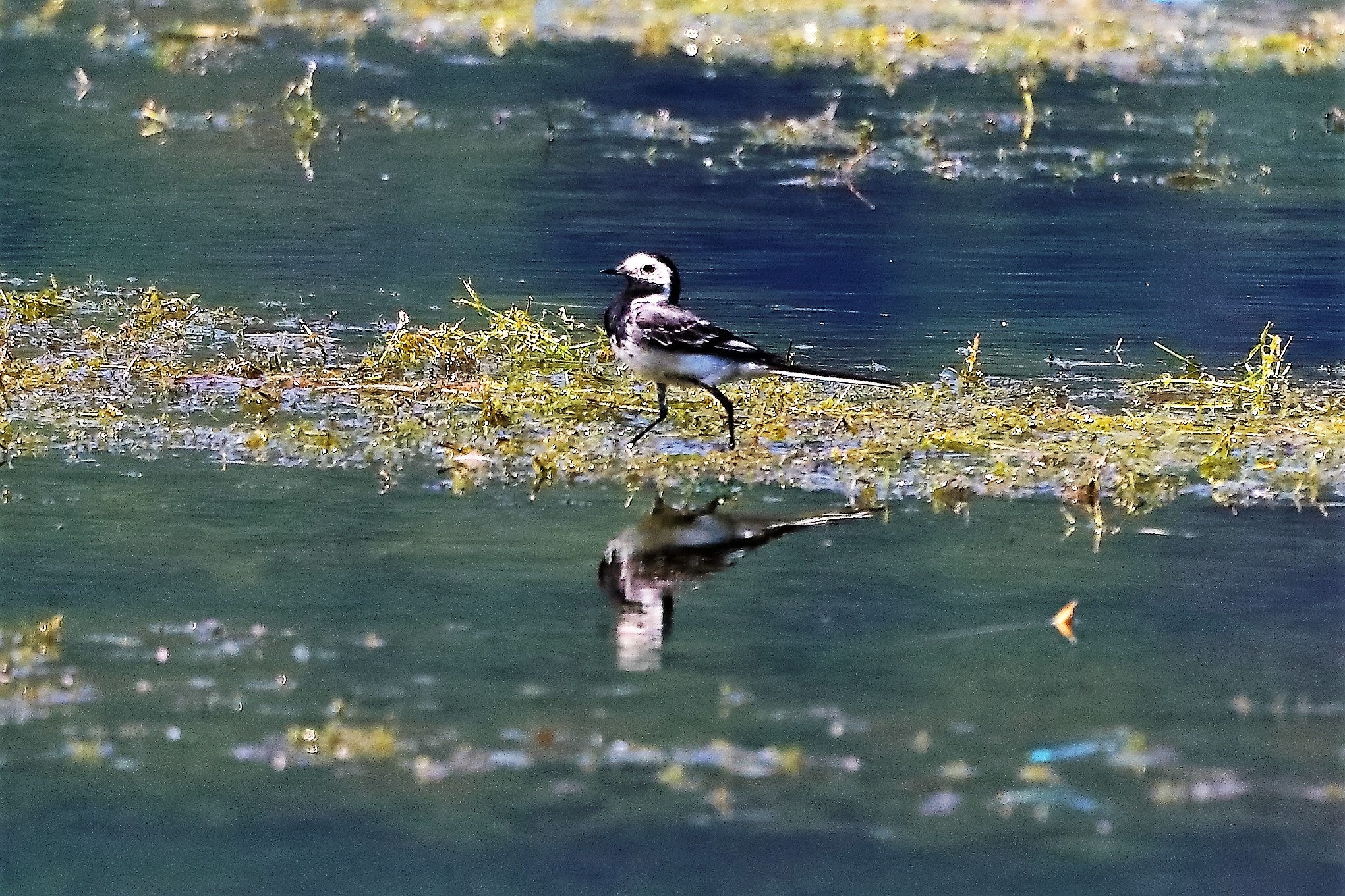 Ballerina bianca 16-07-2022