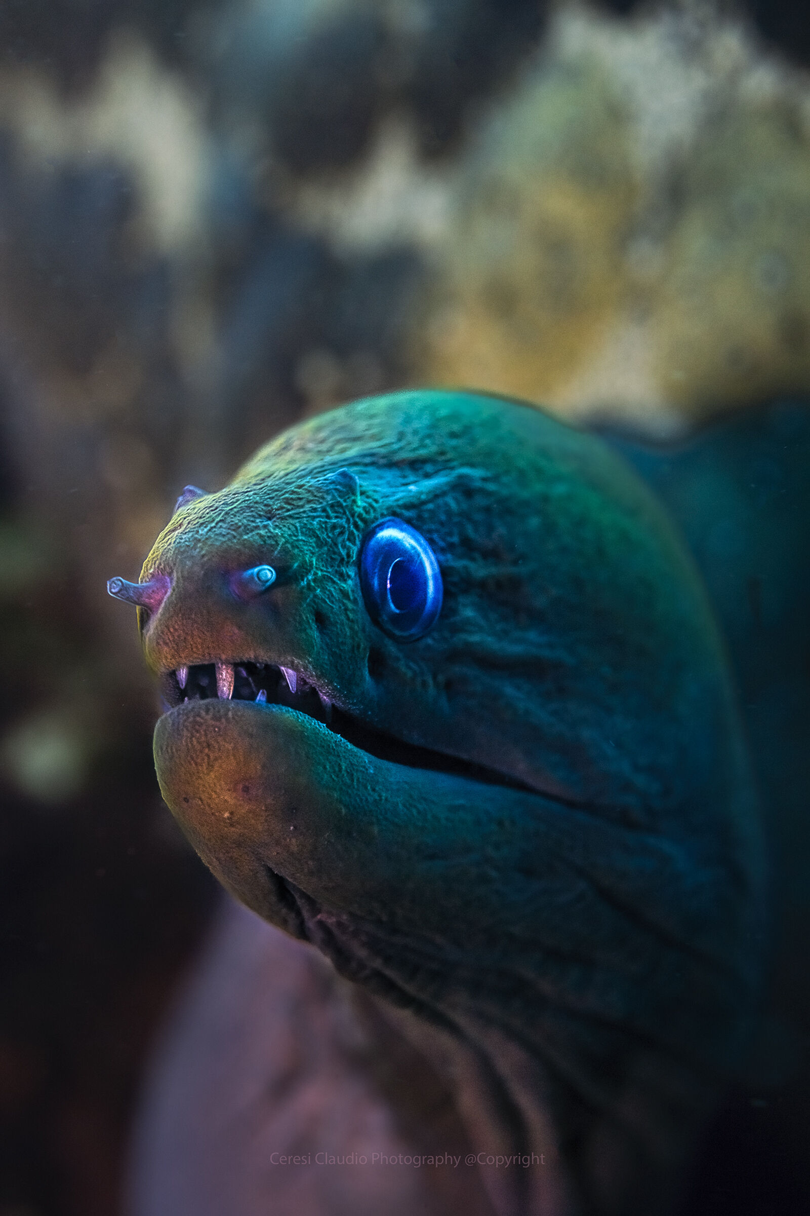 teeth moray bali , Tulamben