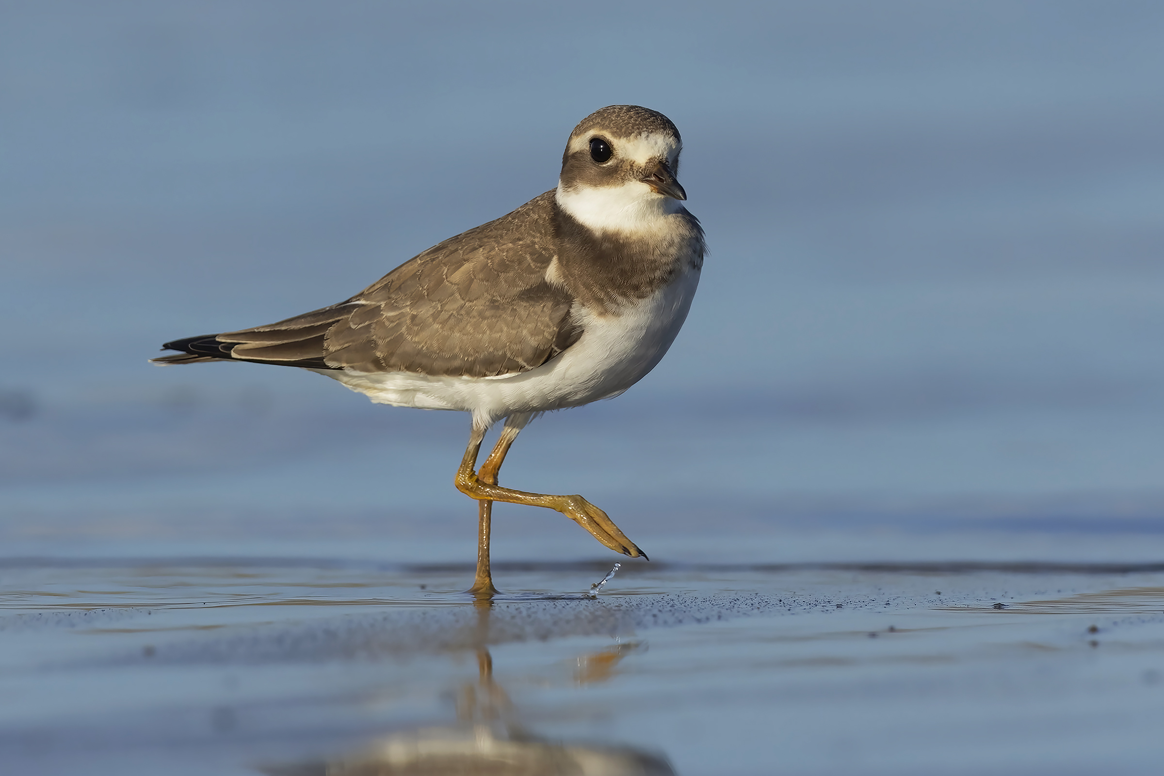 The courier has arrived.....