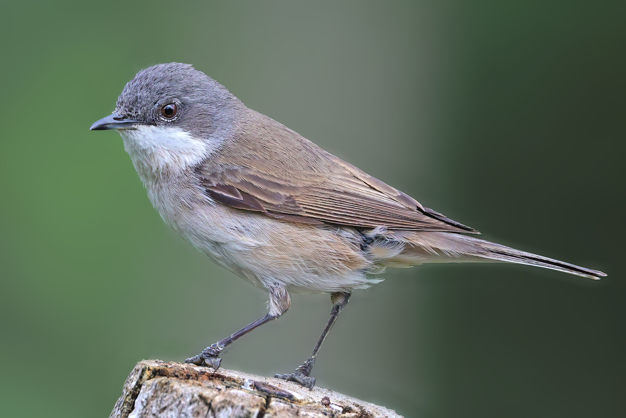 Lesser whitethroat