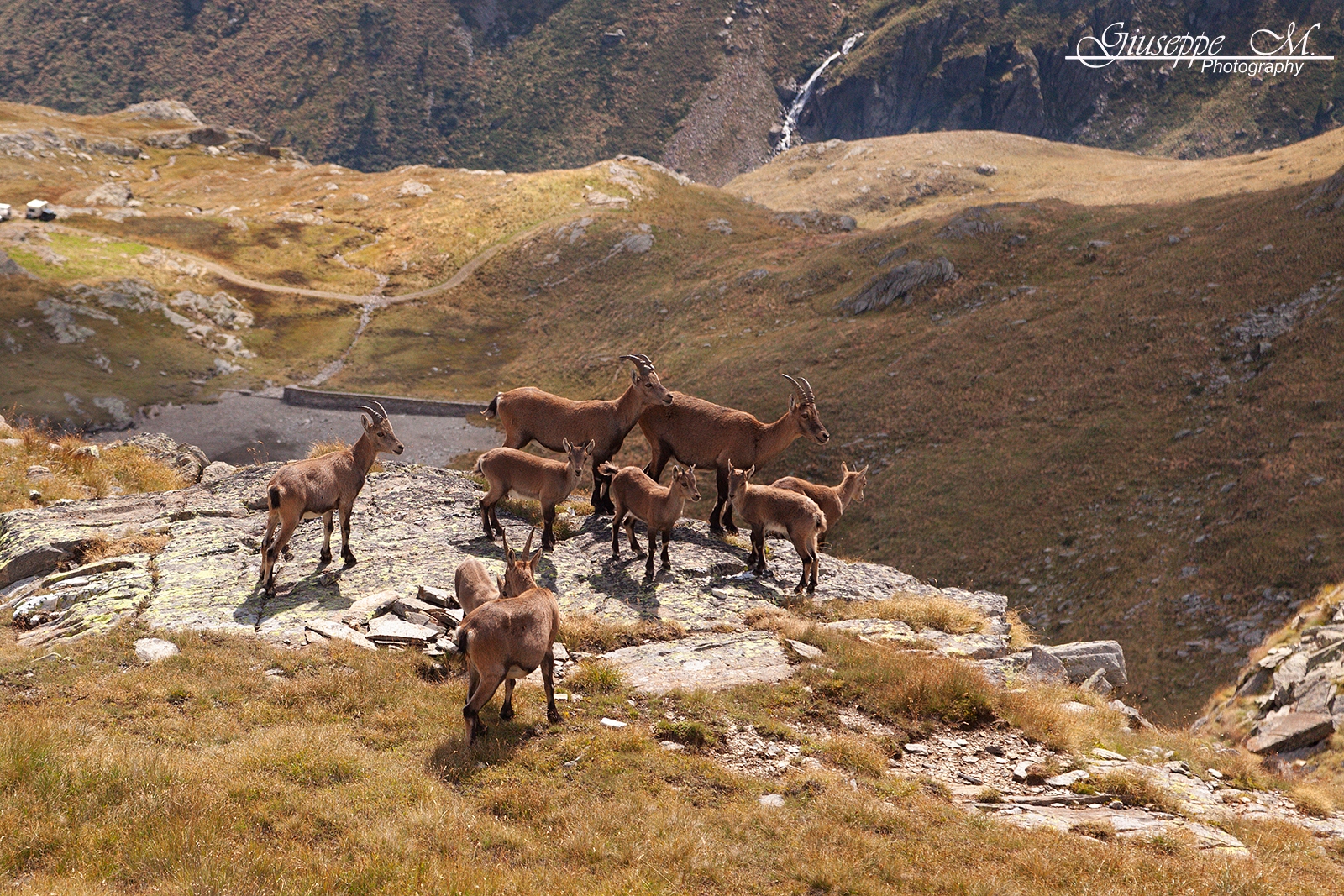 "Riunione di Famiglia" Stambecchi (Capra Ibex)