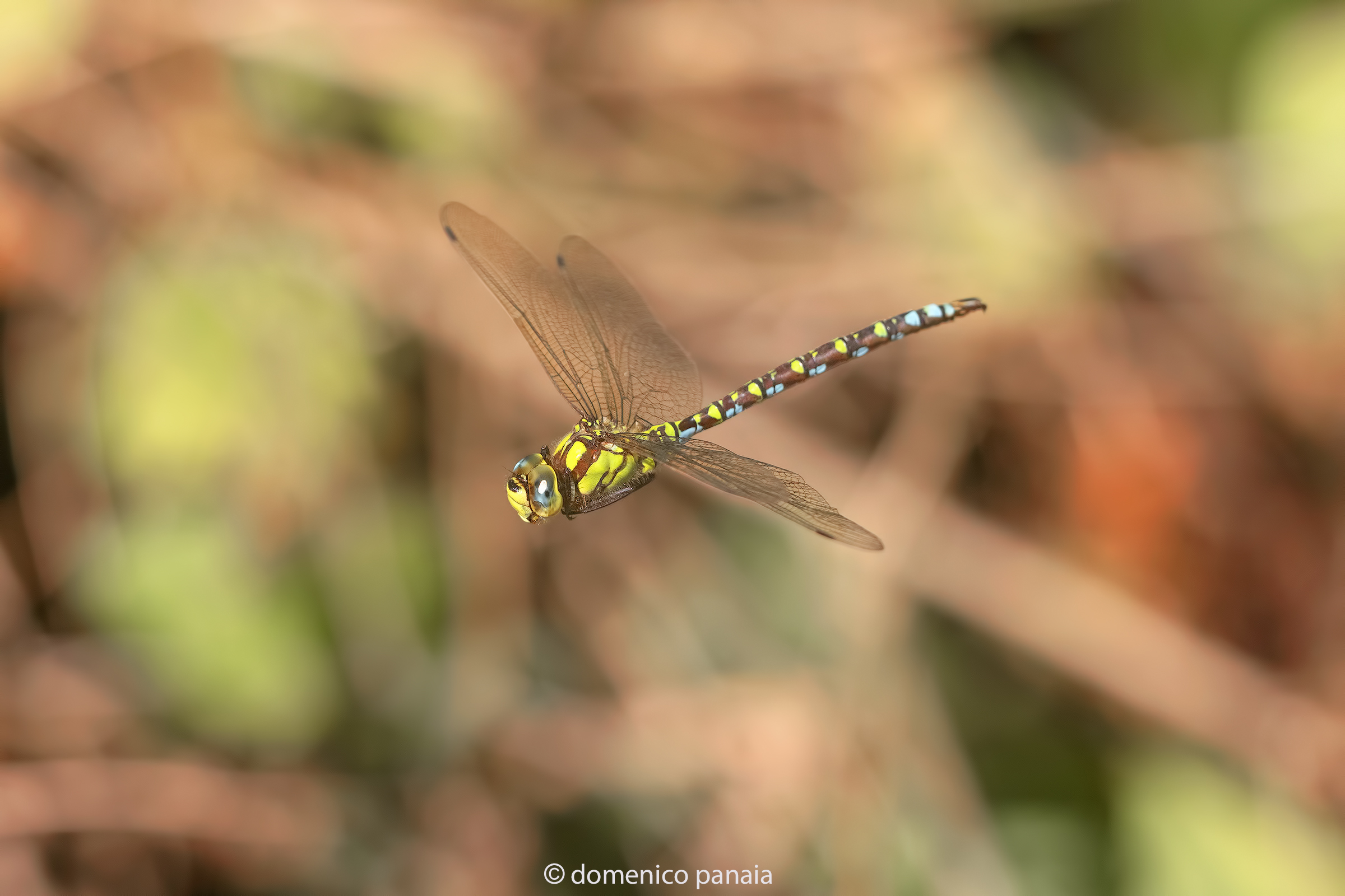 aeshna cyanea maschio
