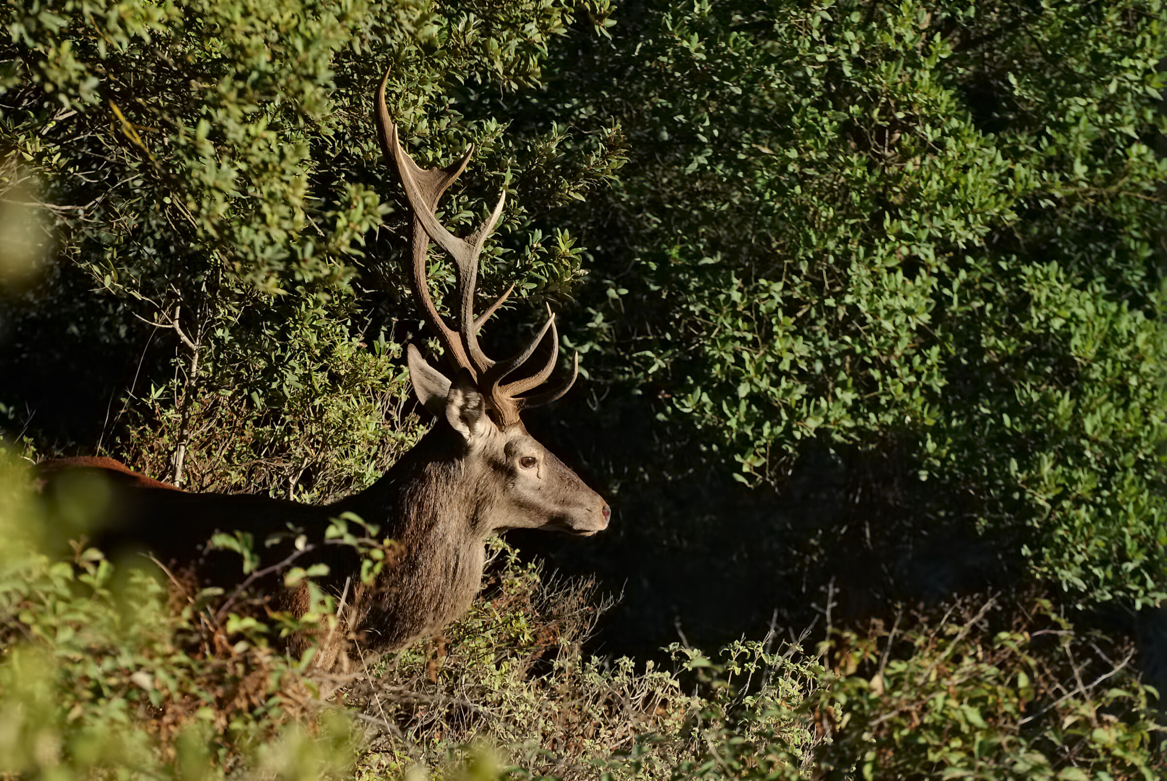 Kissed by the early morning sun