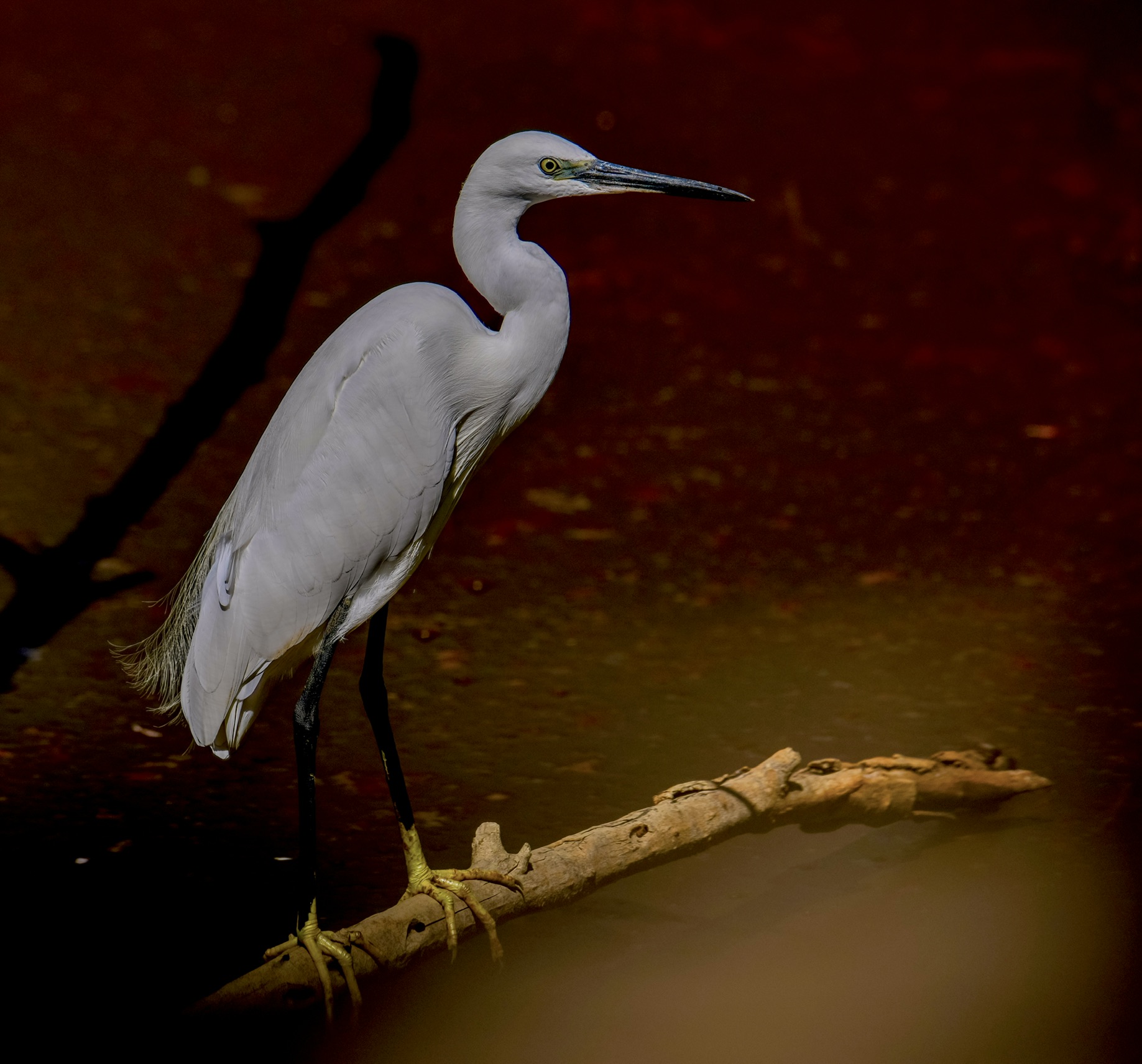 Egret