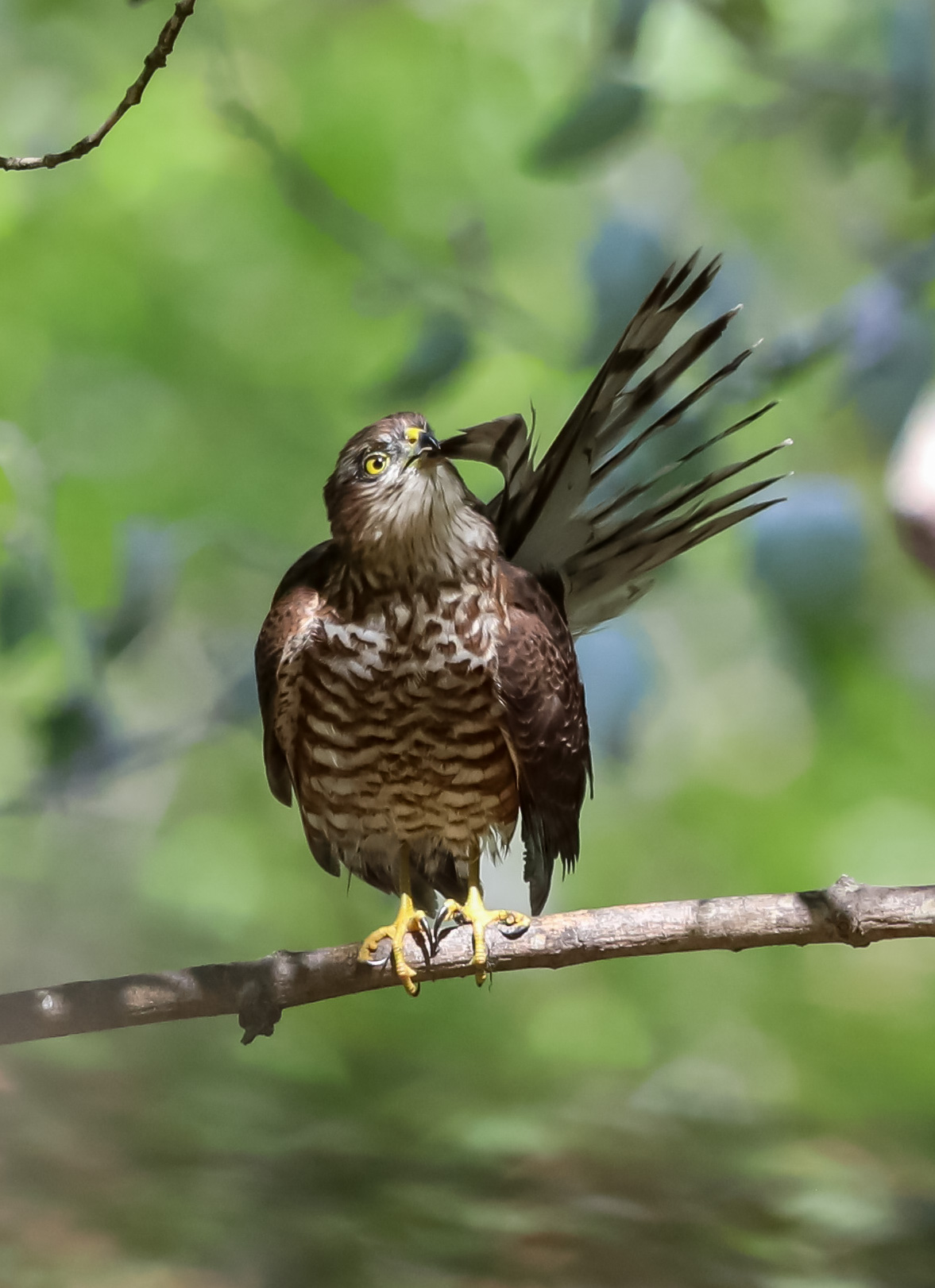 Sparrowhawk grooming