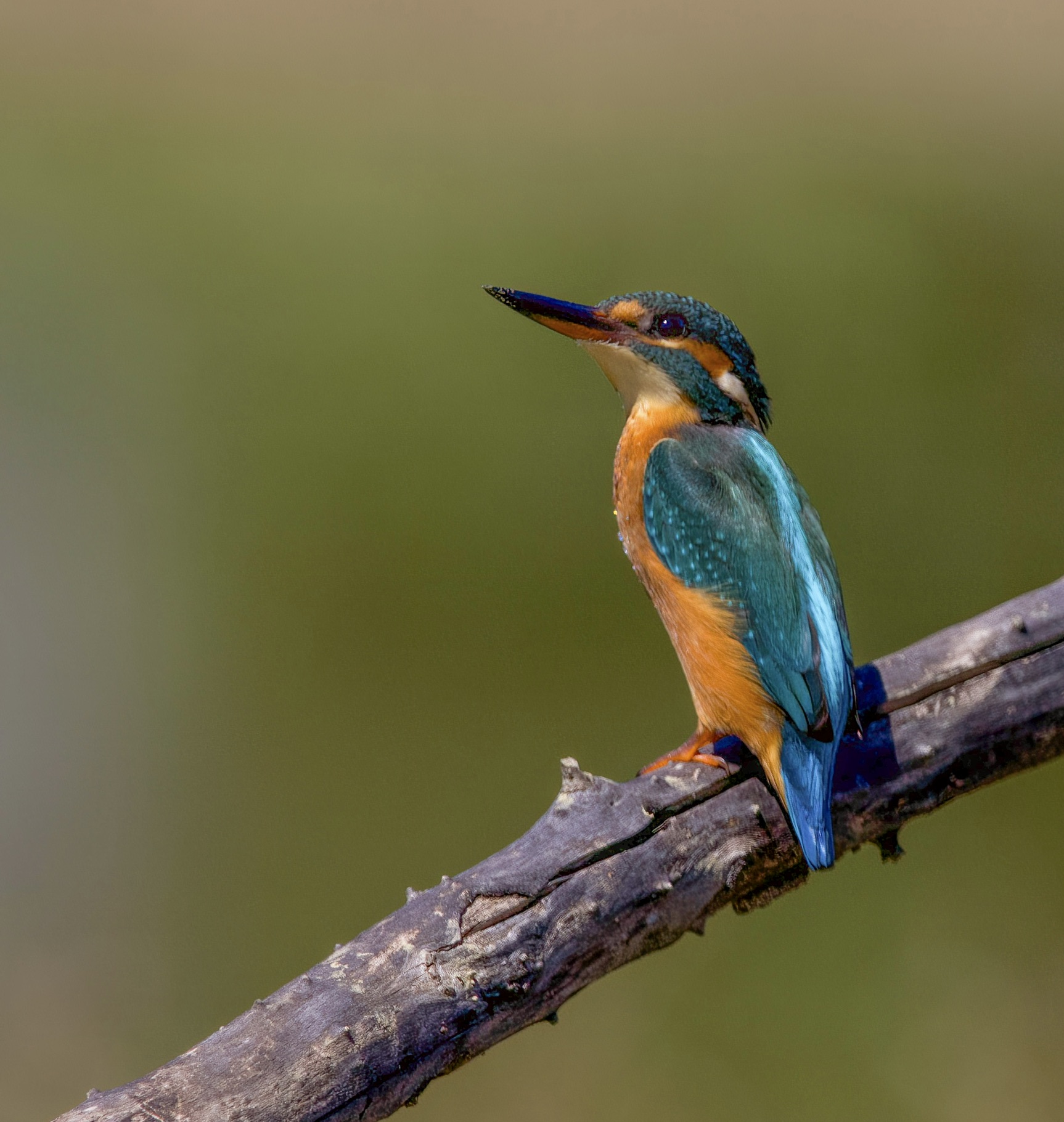 Kingfisher