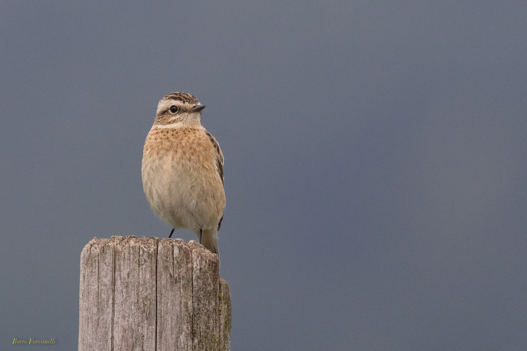 Whinchat