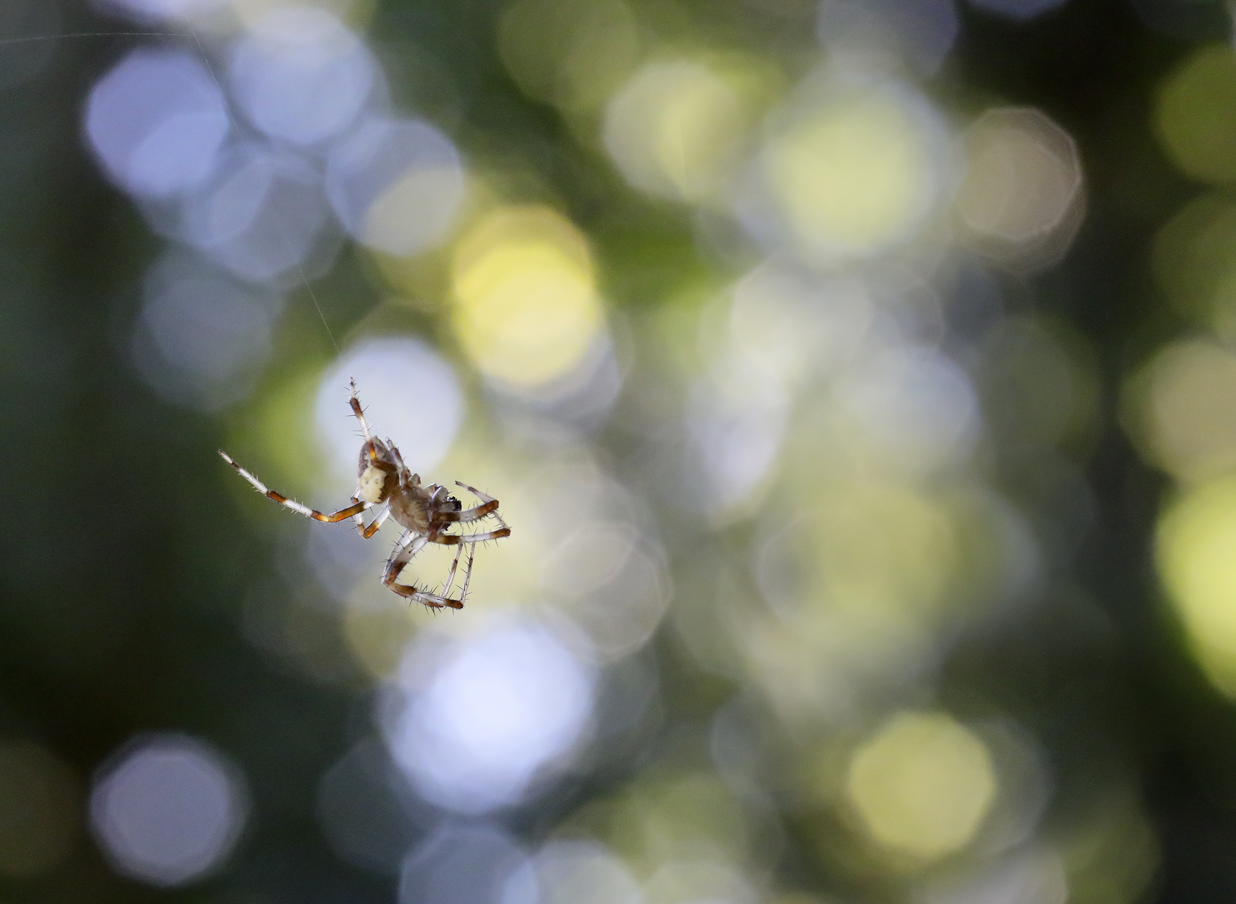 flying spider...