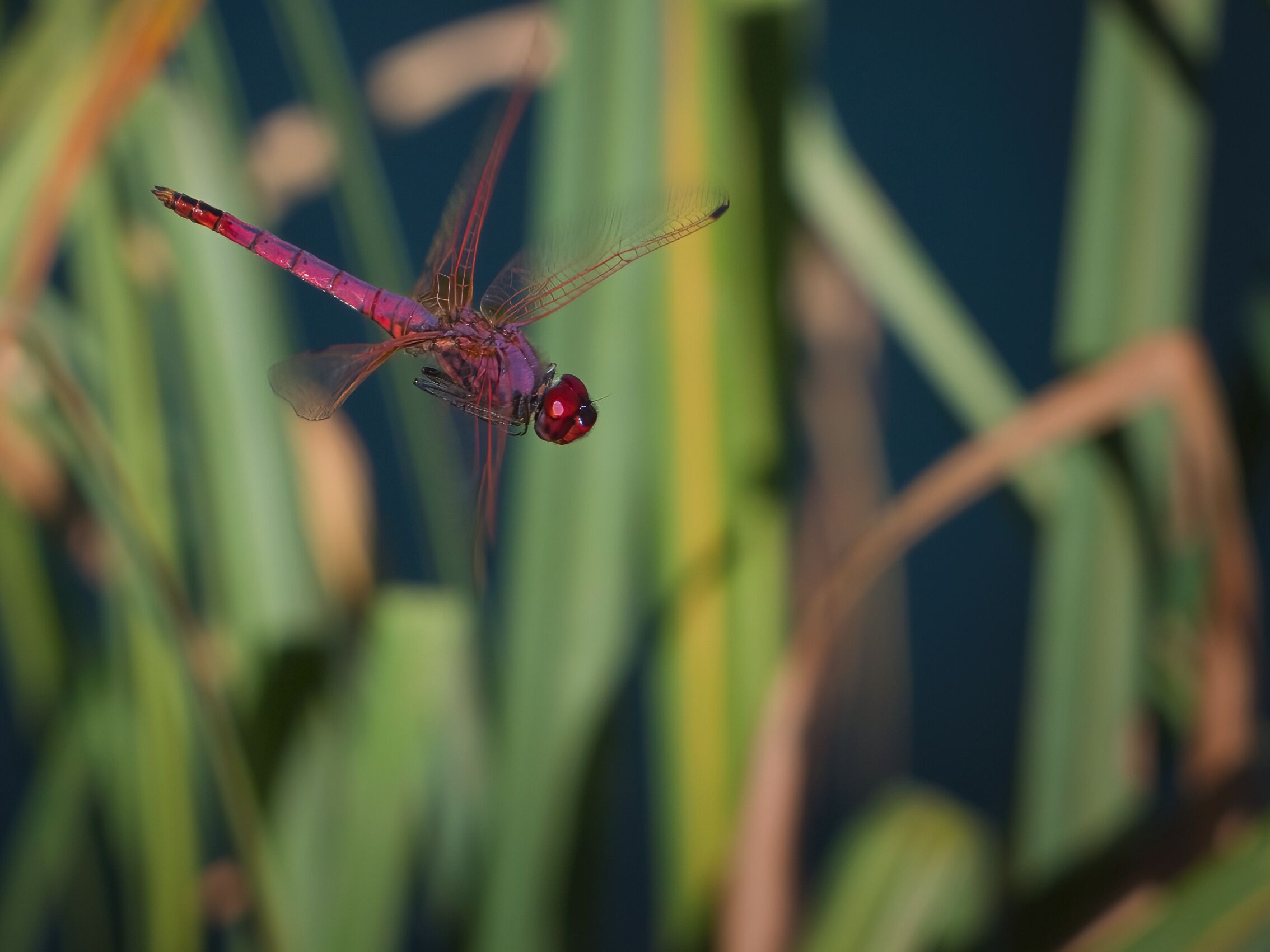 Trithemis annulated in flight