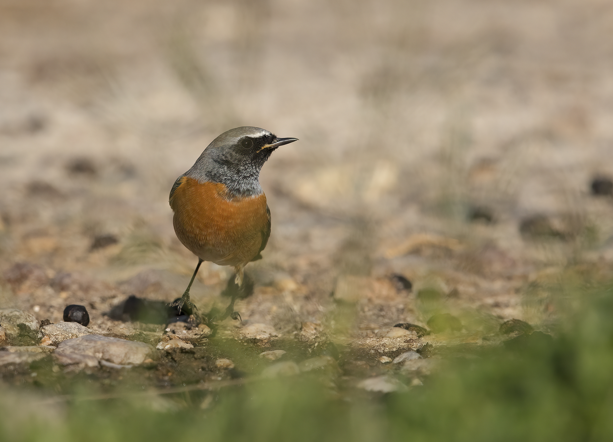 wowww a redstart... in Sardinia