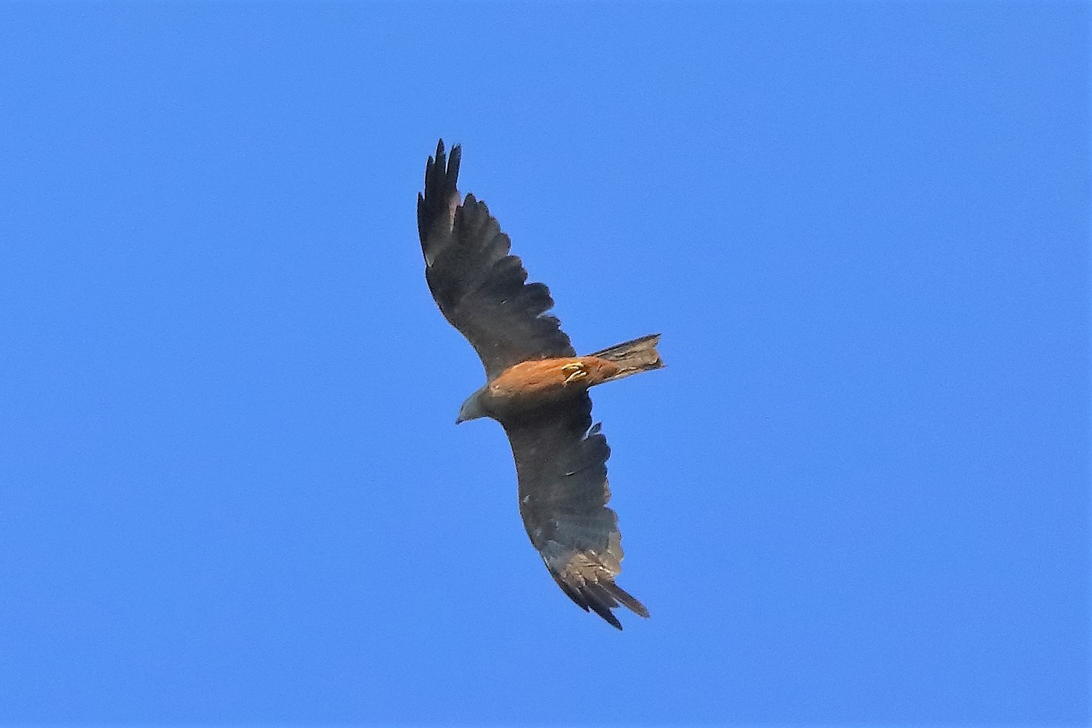 Nibbio bruno 18-07-2022