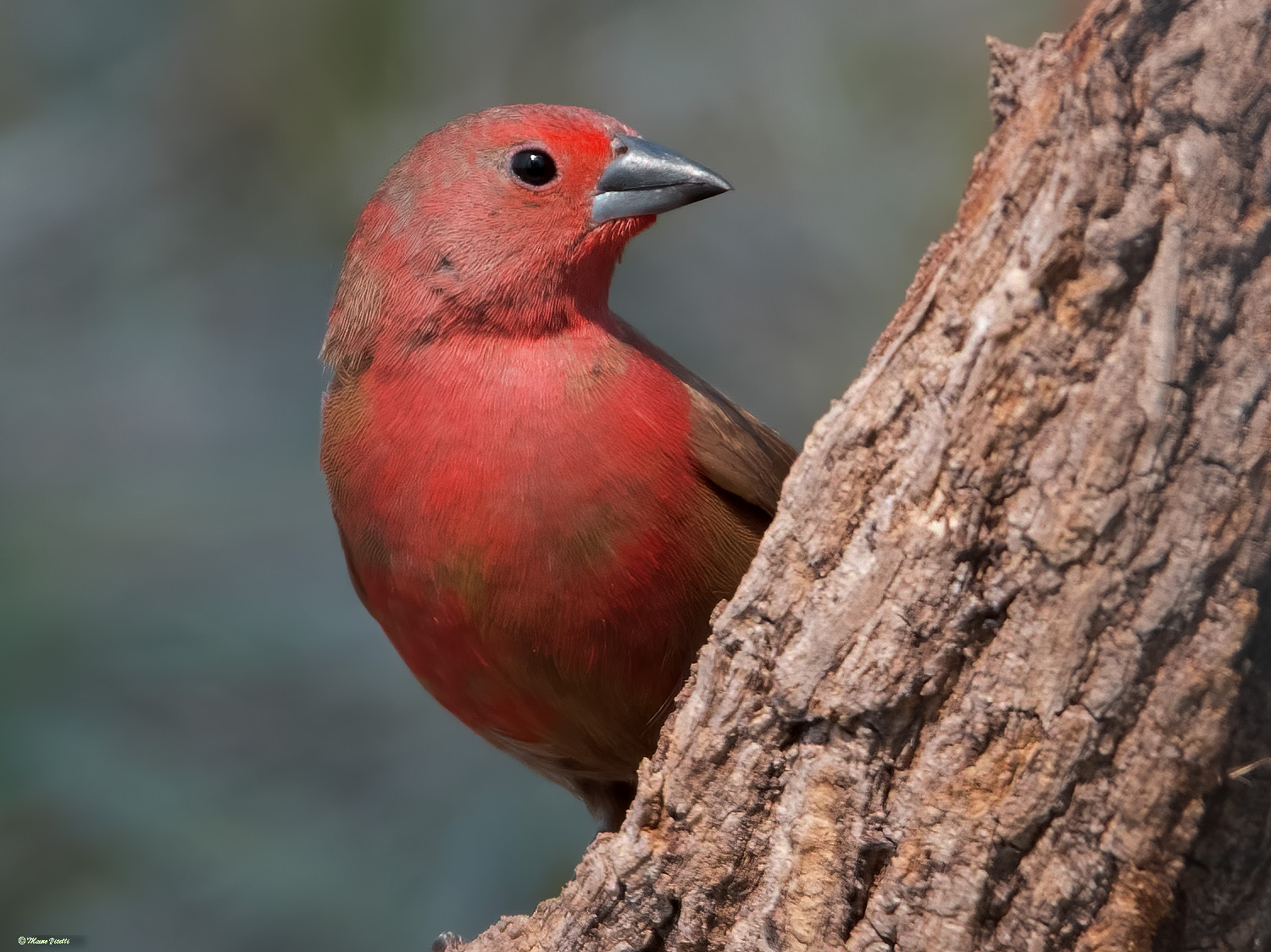 Jameson's chaffinch (Lagonostica rhodopareia)