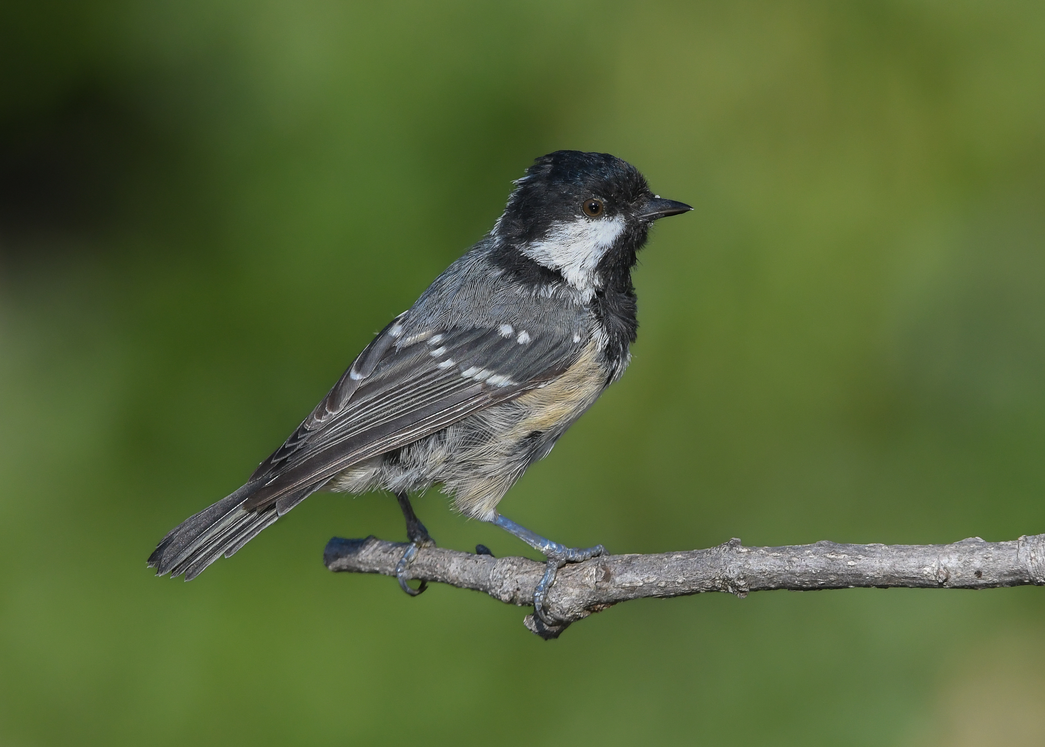 Confidente e vispa Cincia mora