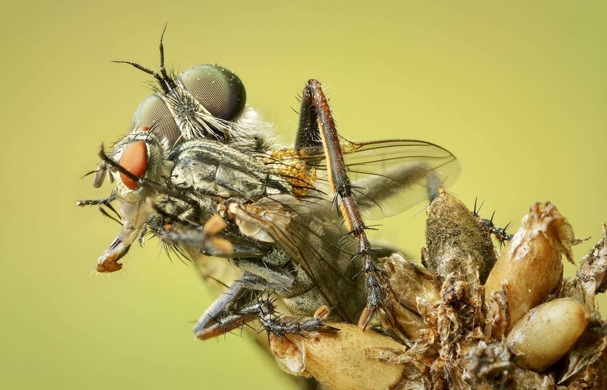 Asilidae with prey.