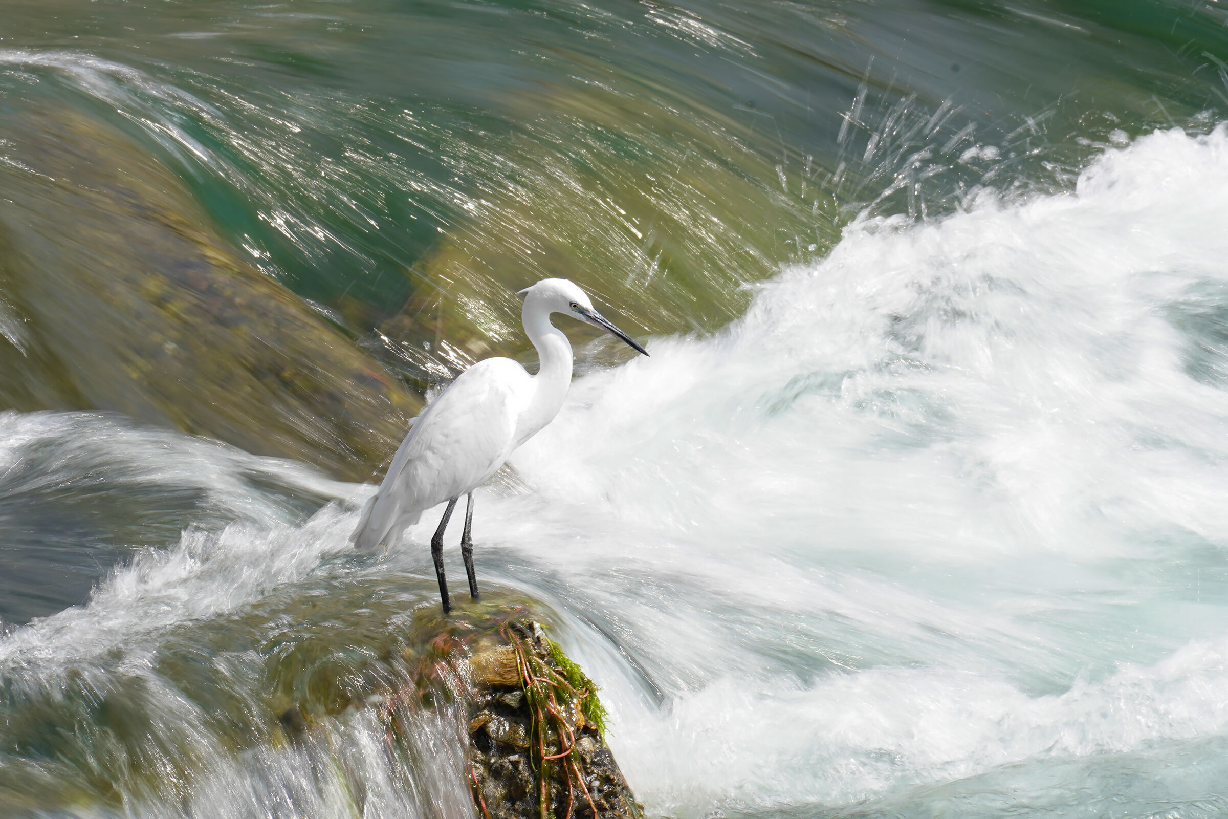 egret