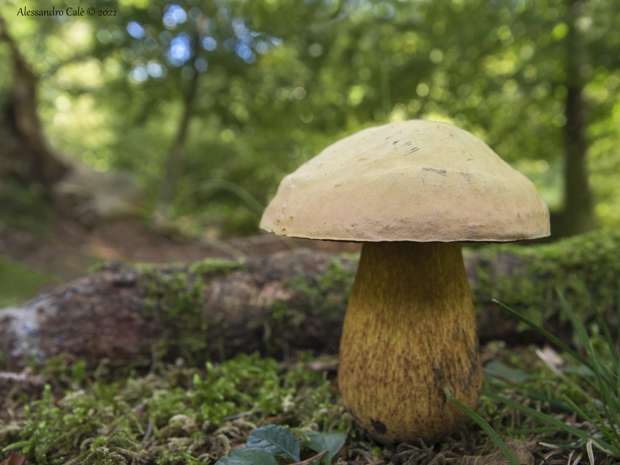 Boletus luridus (Boleto lurido) 8597