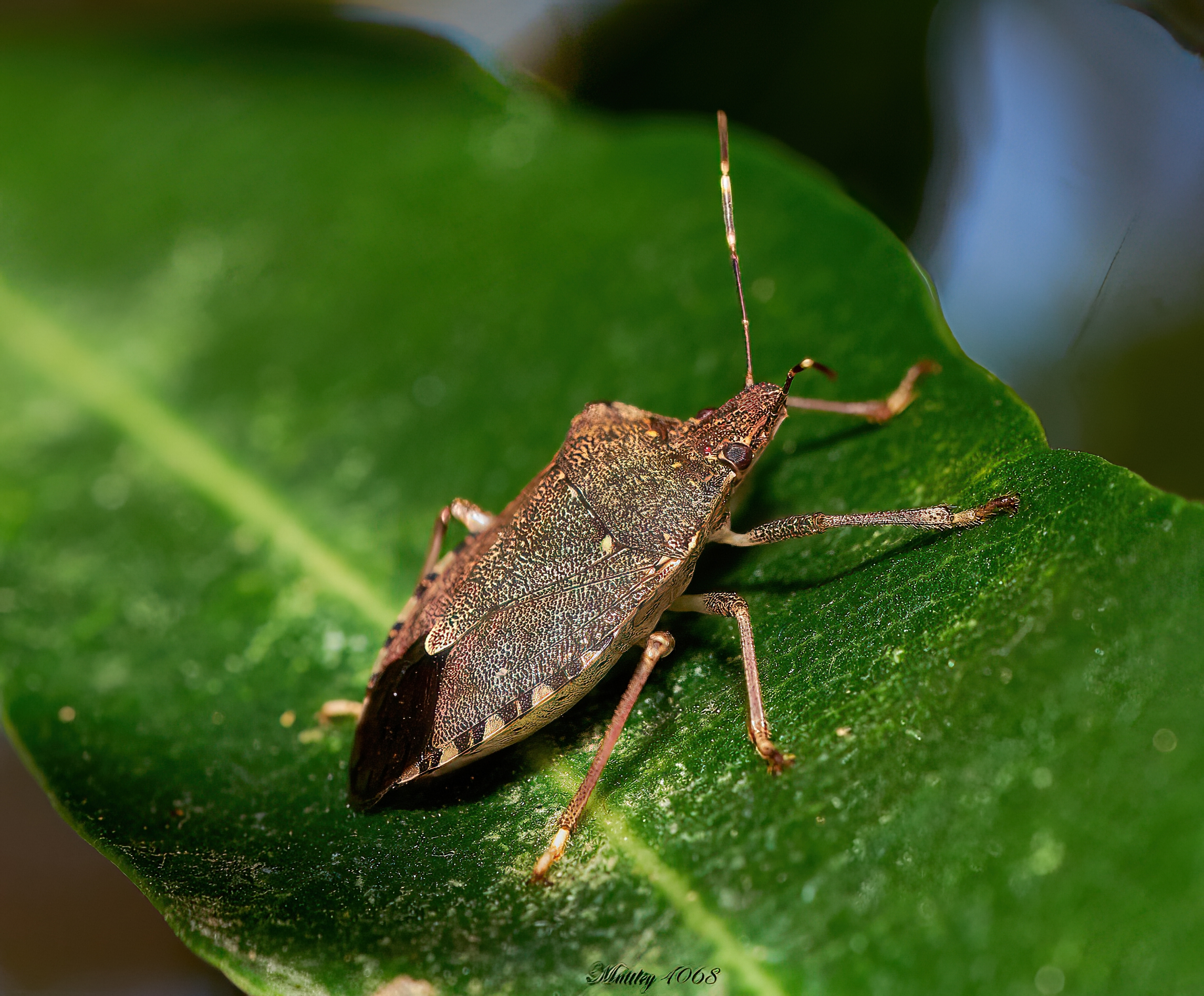 Pentatomoidea order Rhynchotes Heteropterans
