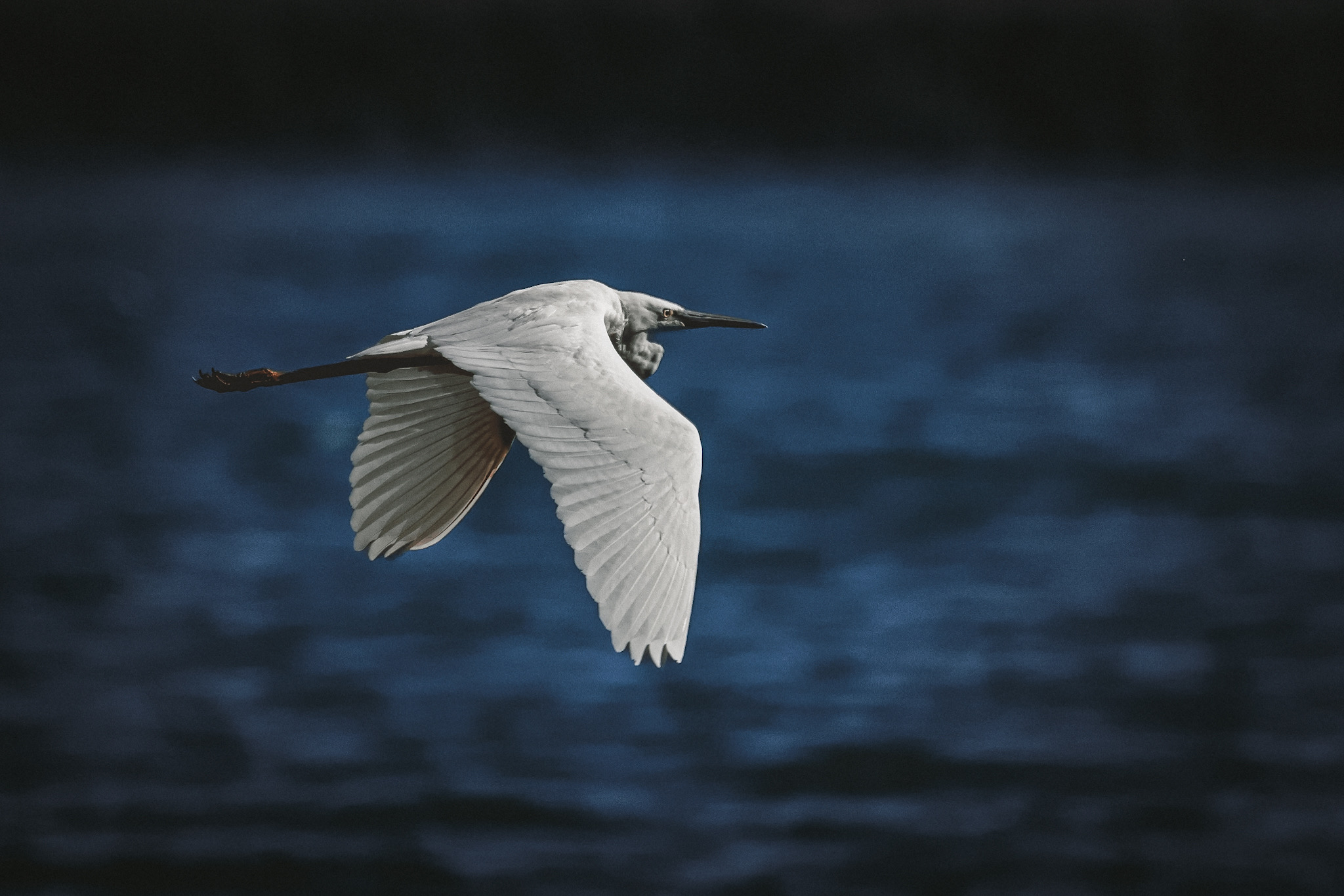 Egret lake of chiusi