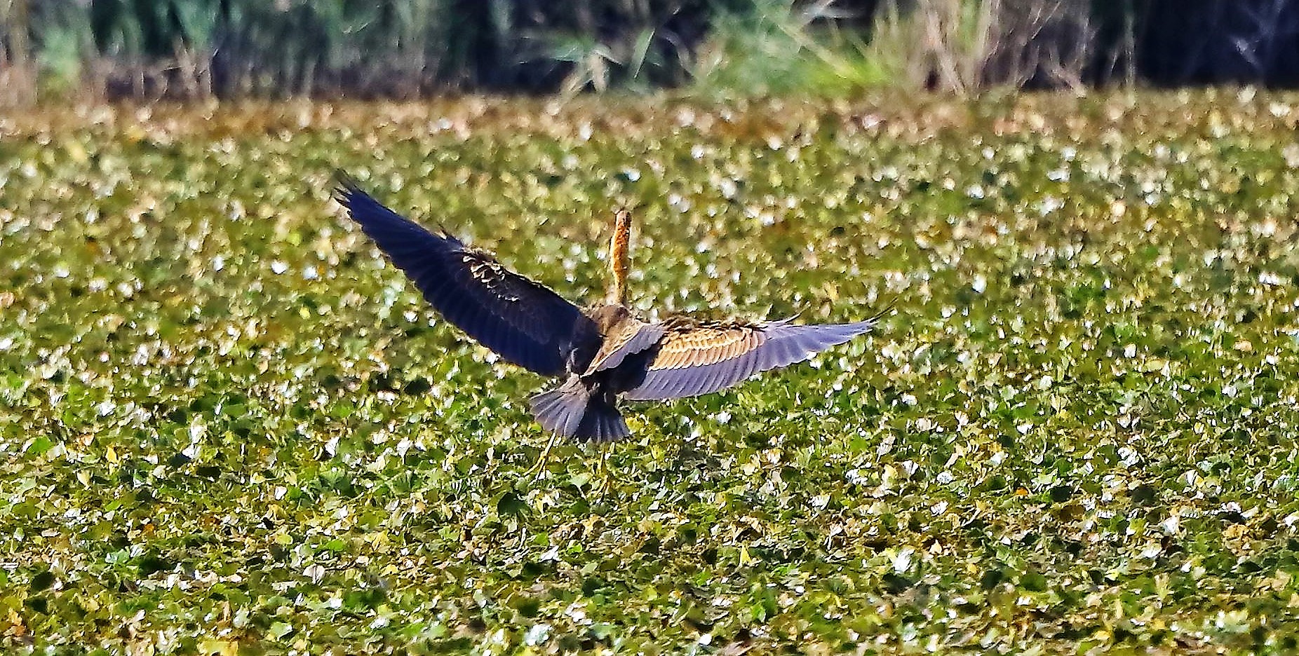 airone rosso 15-09-2022