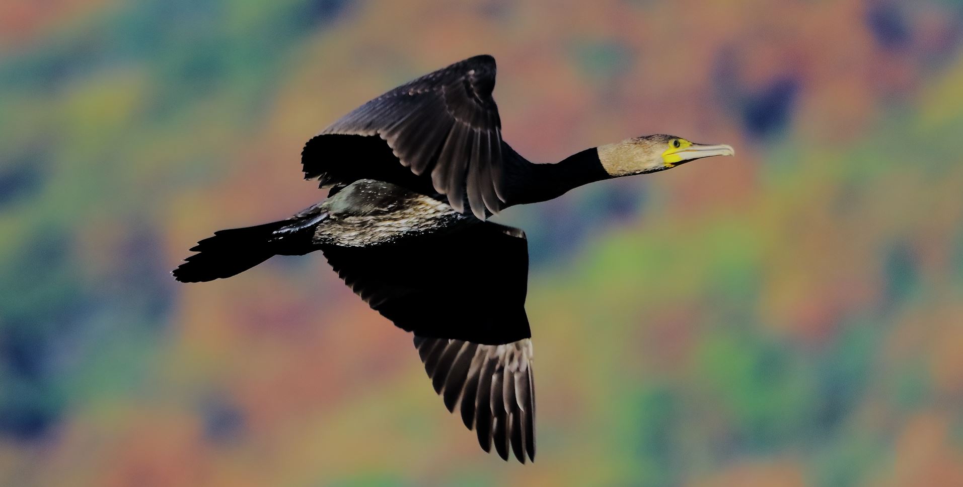 cormorano 17-09-2022