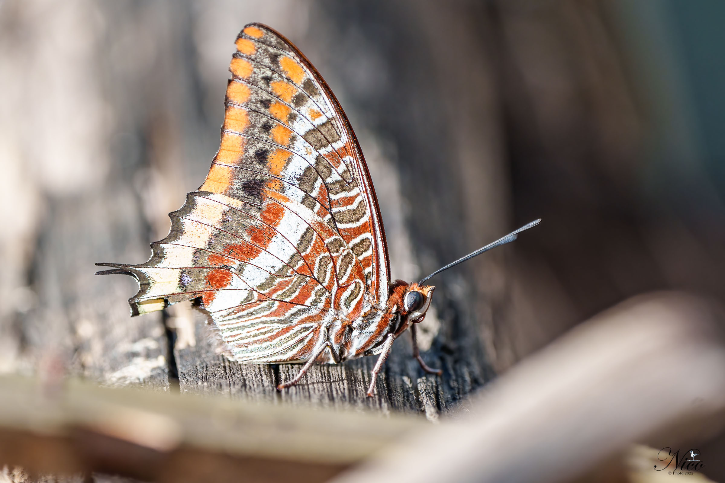 In attesa del mio scatto