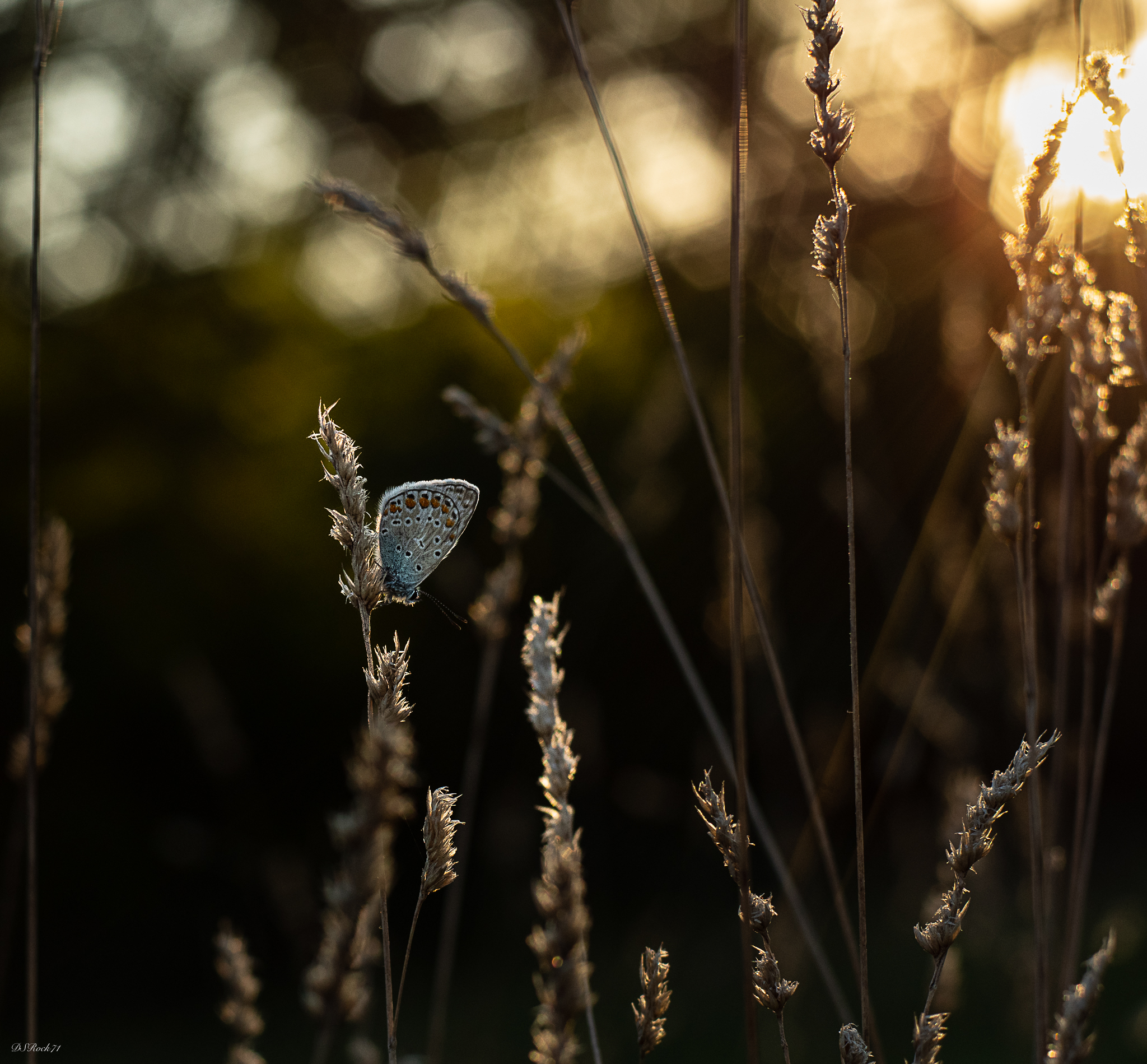 farfallina al tramonto