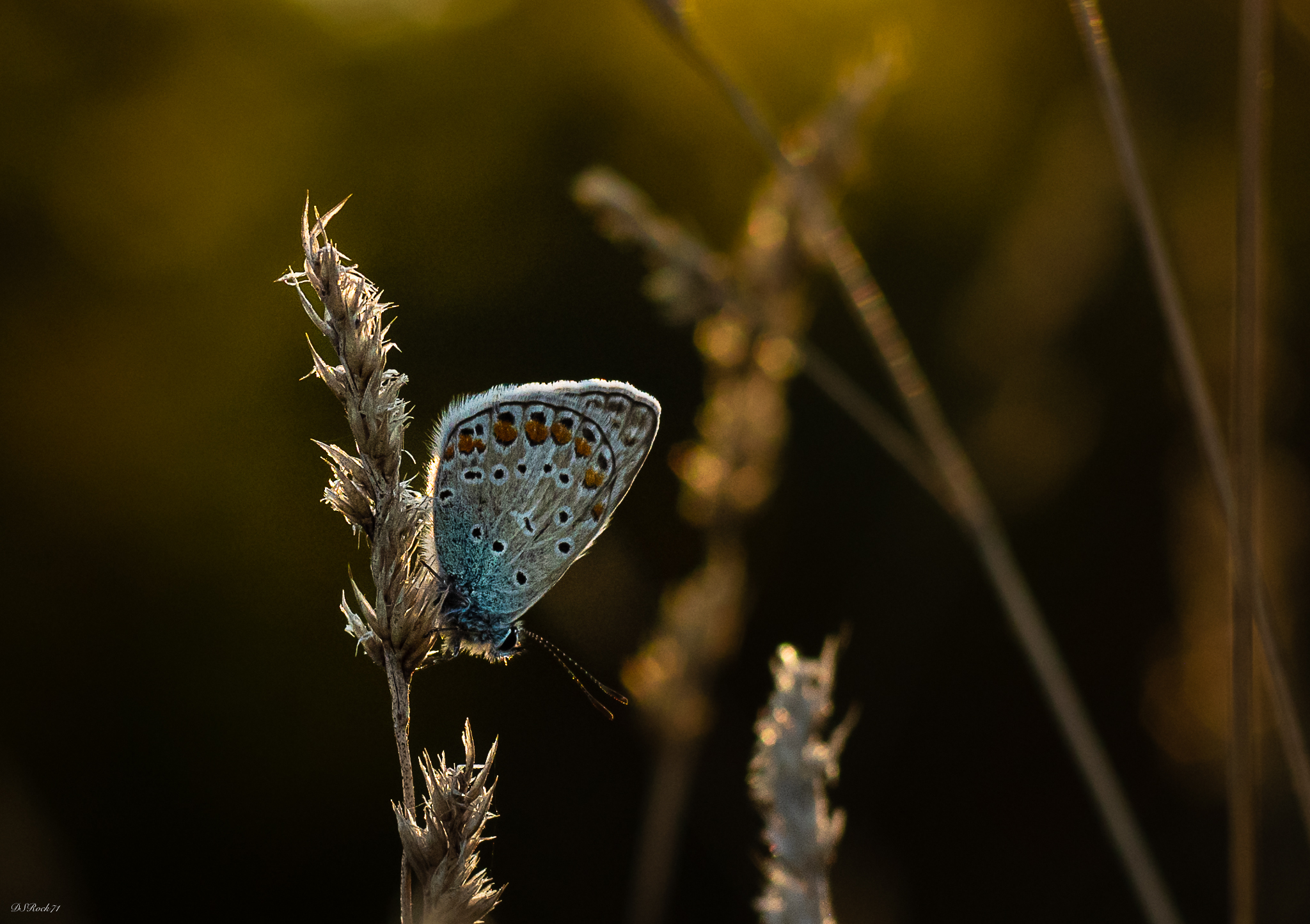 farfallina al tramonto