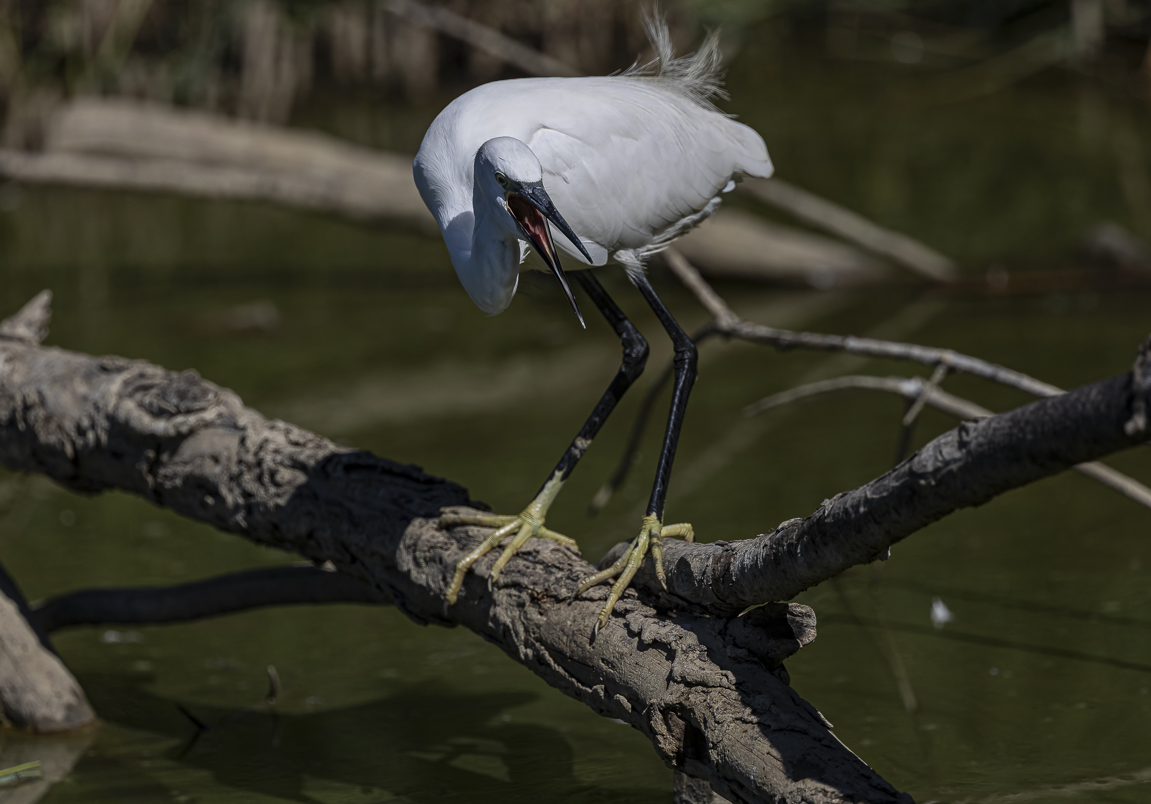 Egretta Egret