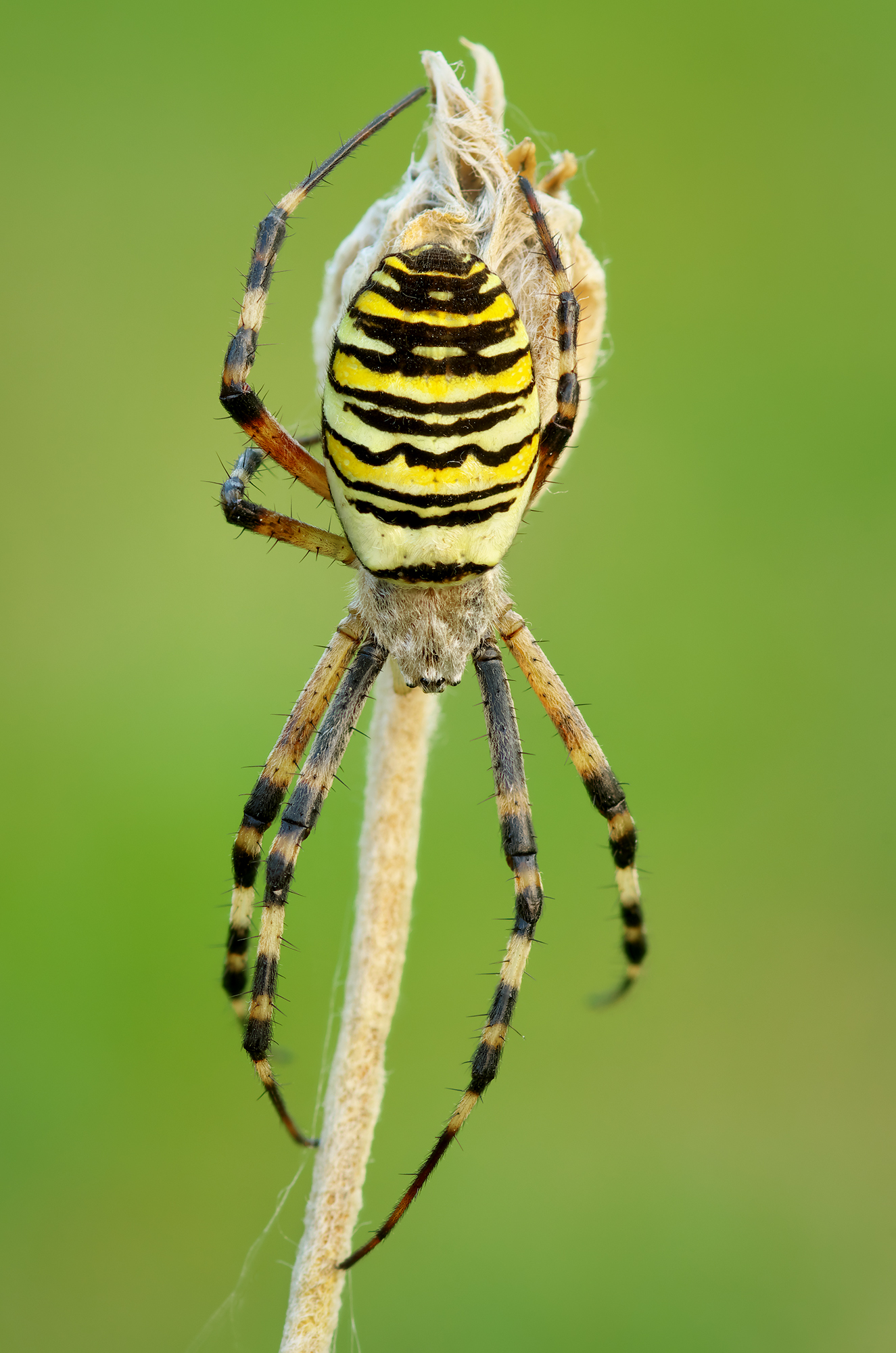 Argiope bruennichi