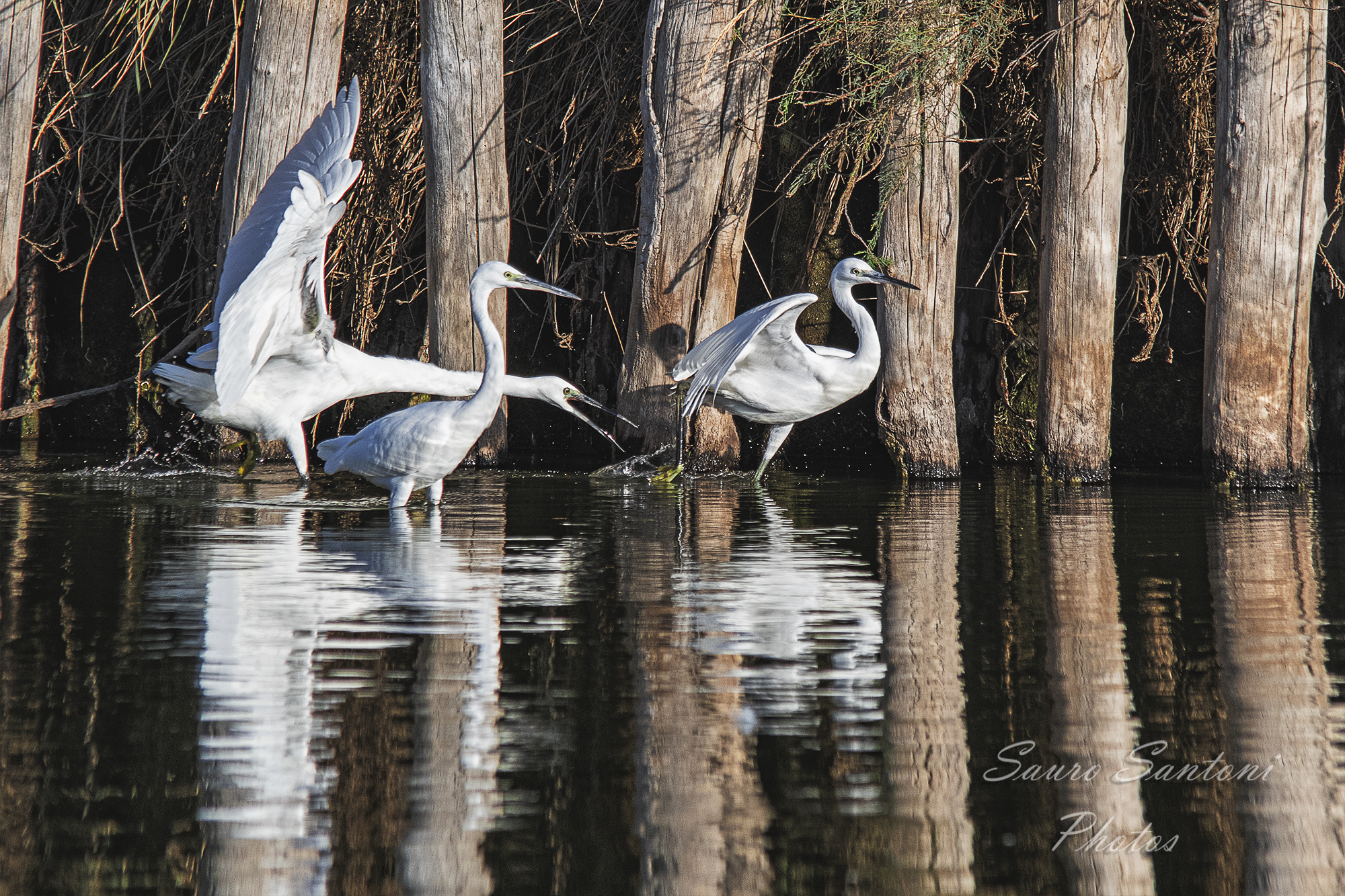 Piccola discussione..