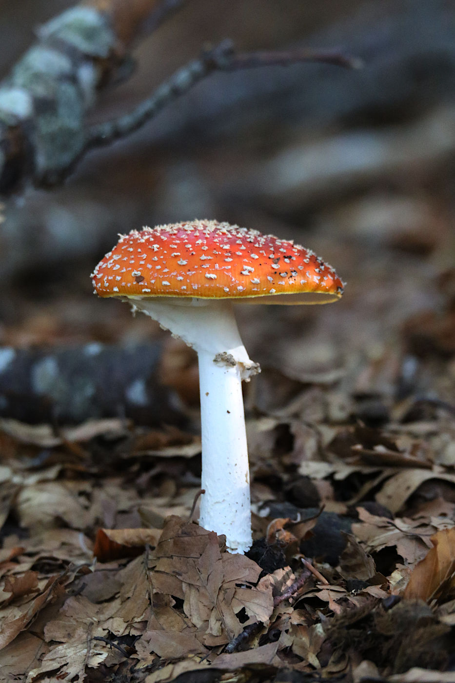 Amanita muscaria