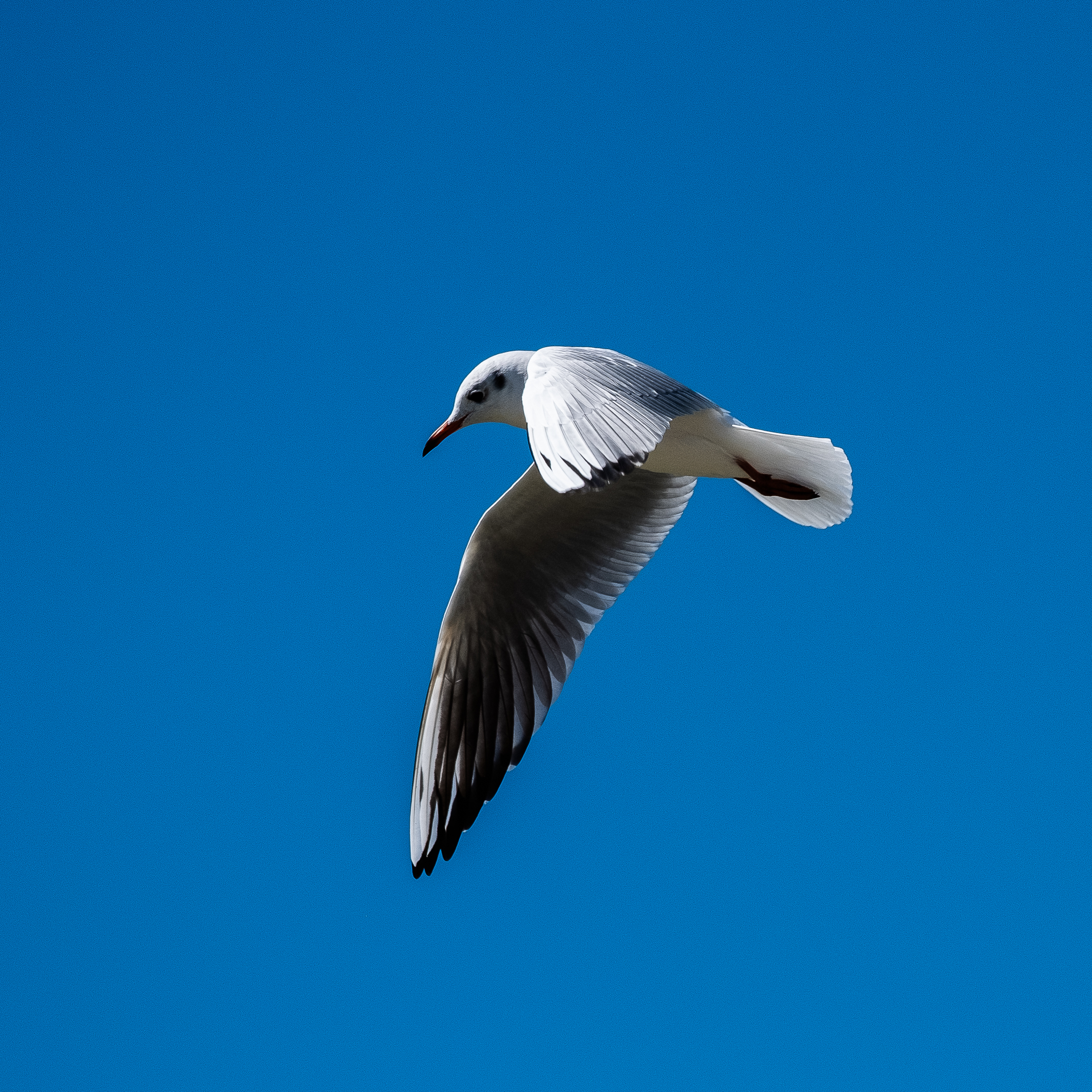 Gull