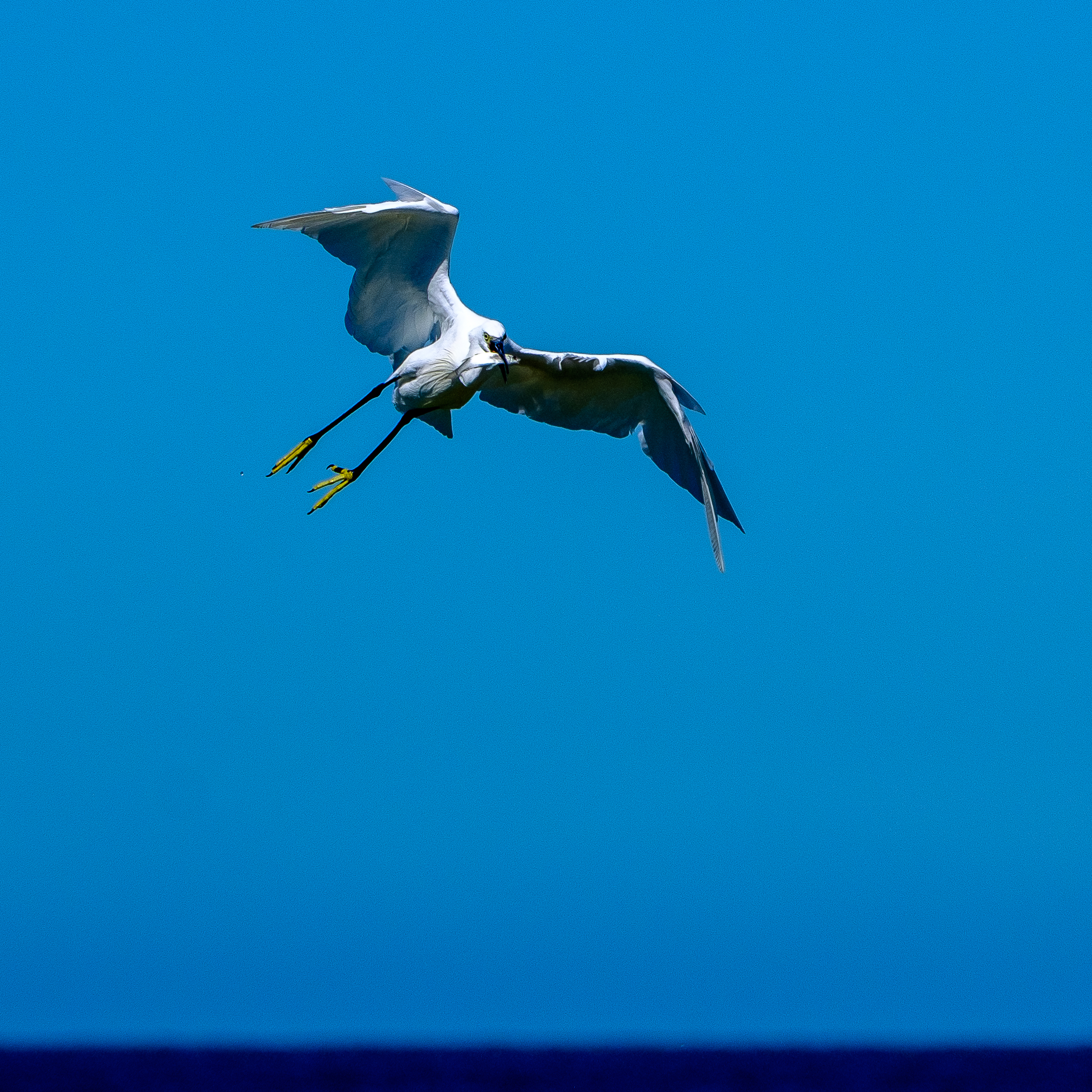 The heron has pescato_02