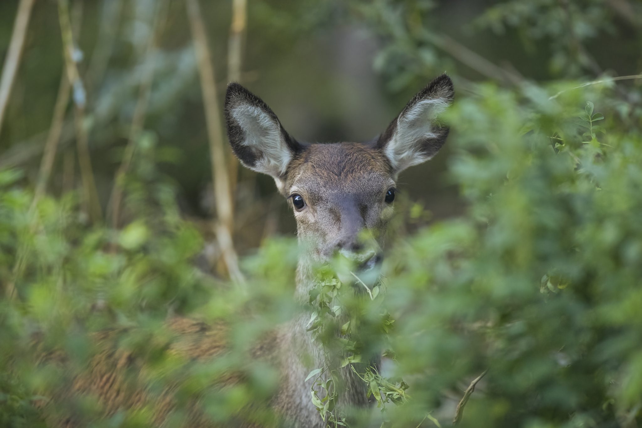 Young female deer