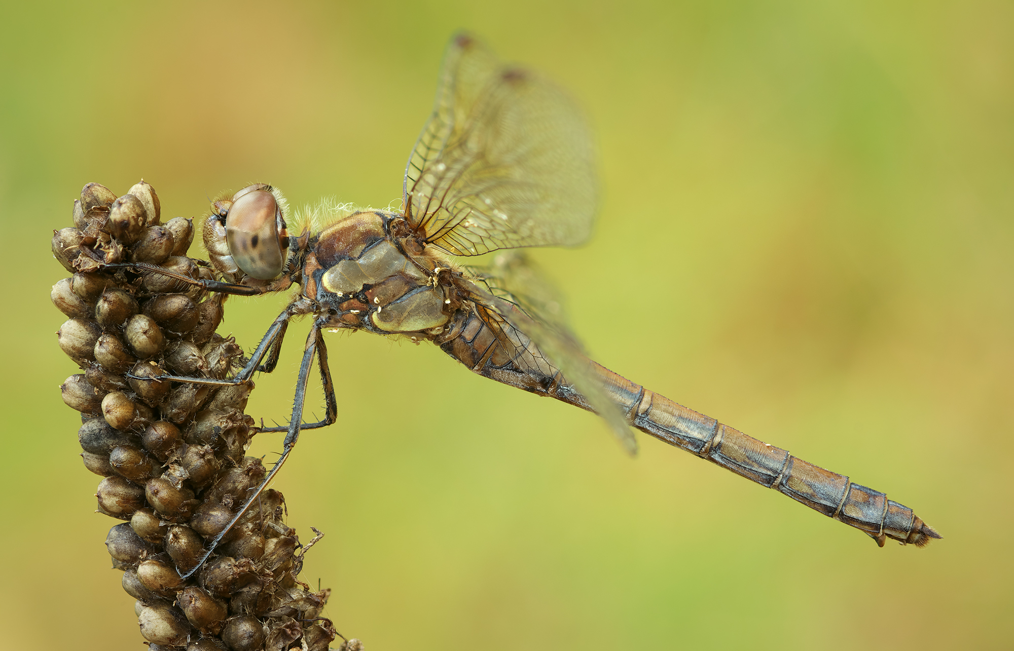 Sympetrum