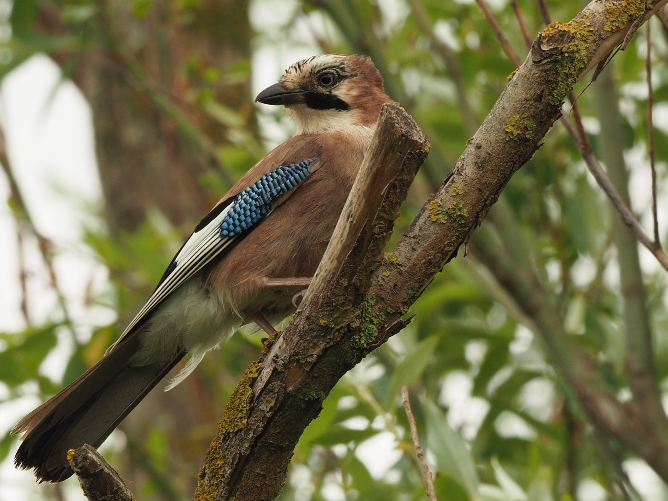 jay