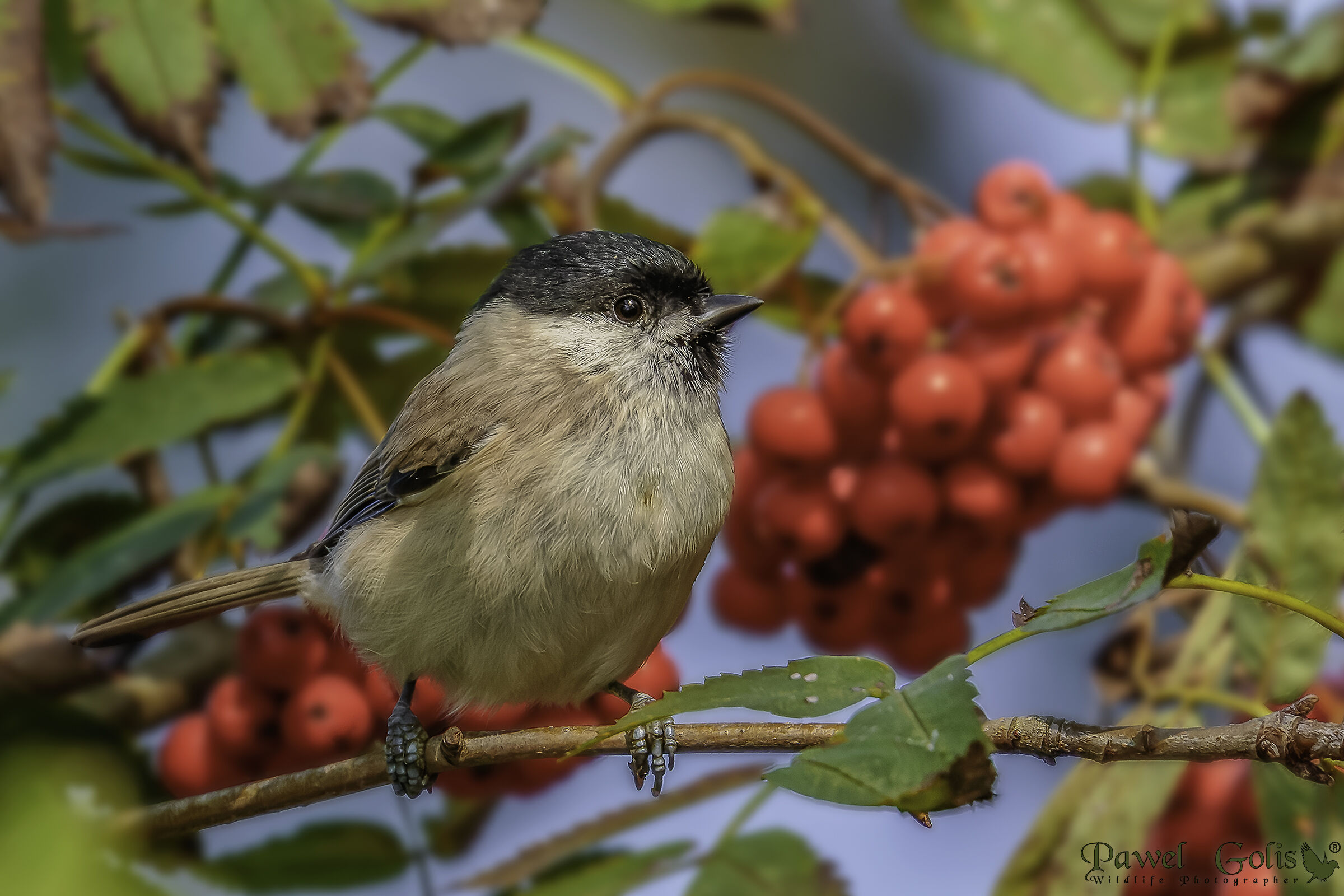 Cinciallegra (Poecile montanus)