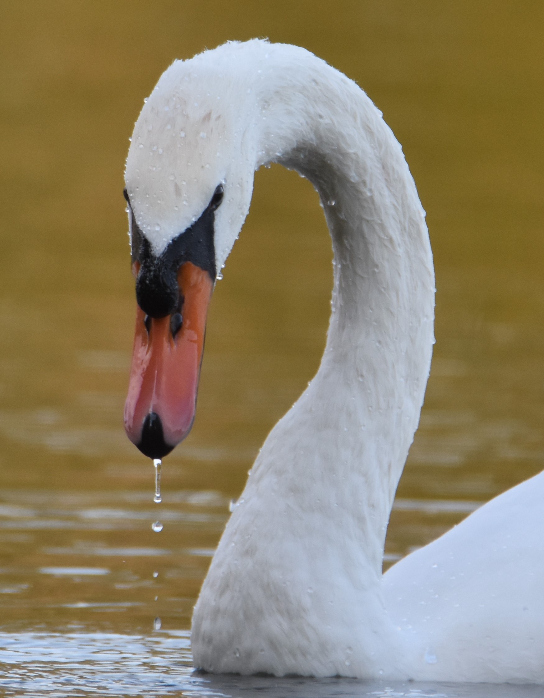 swan
