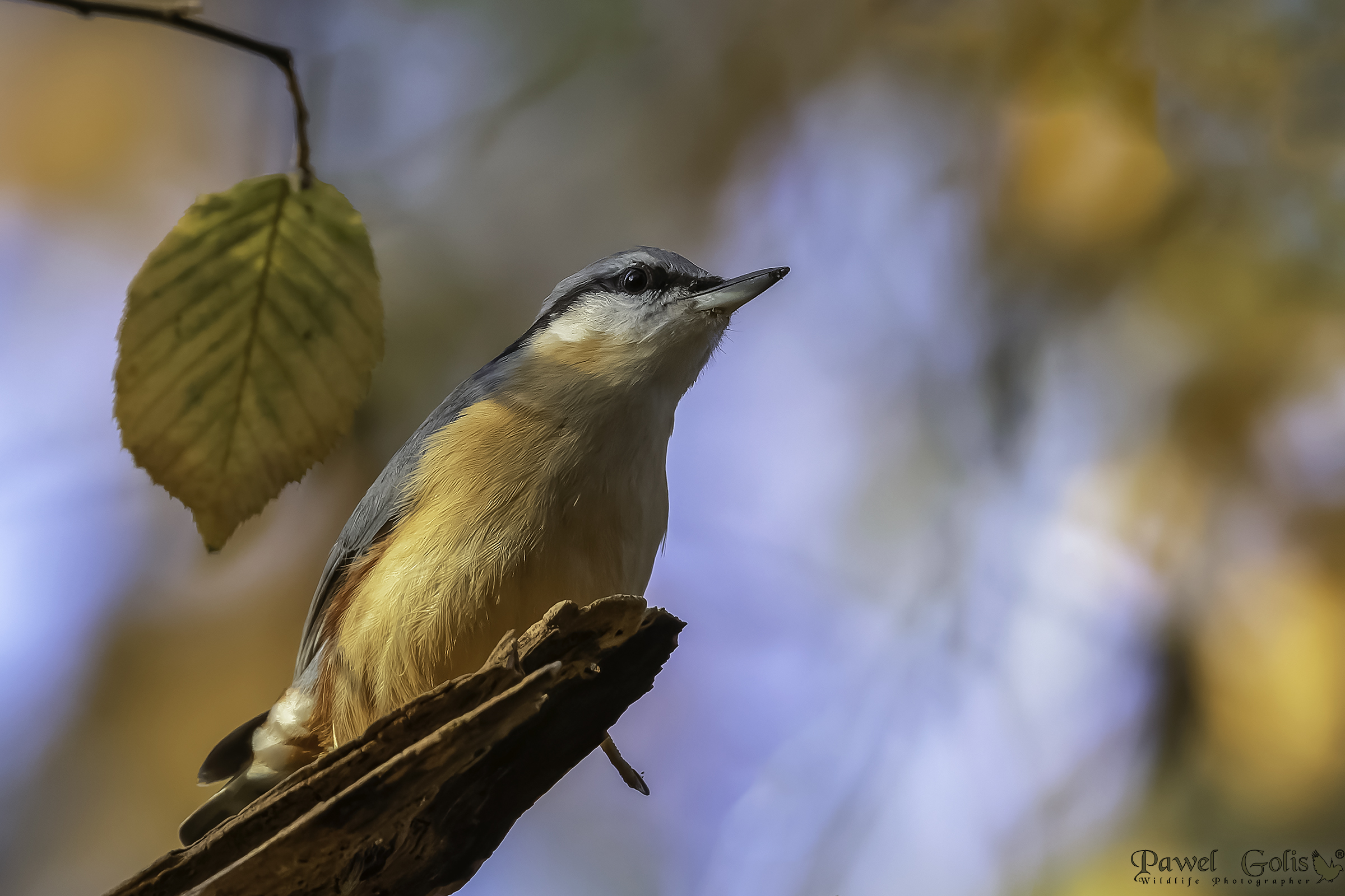 Nuthatch (Sitta europaea)
