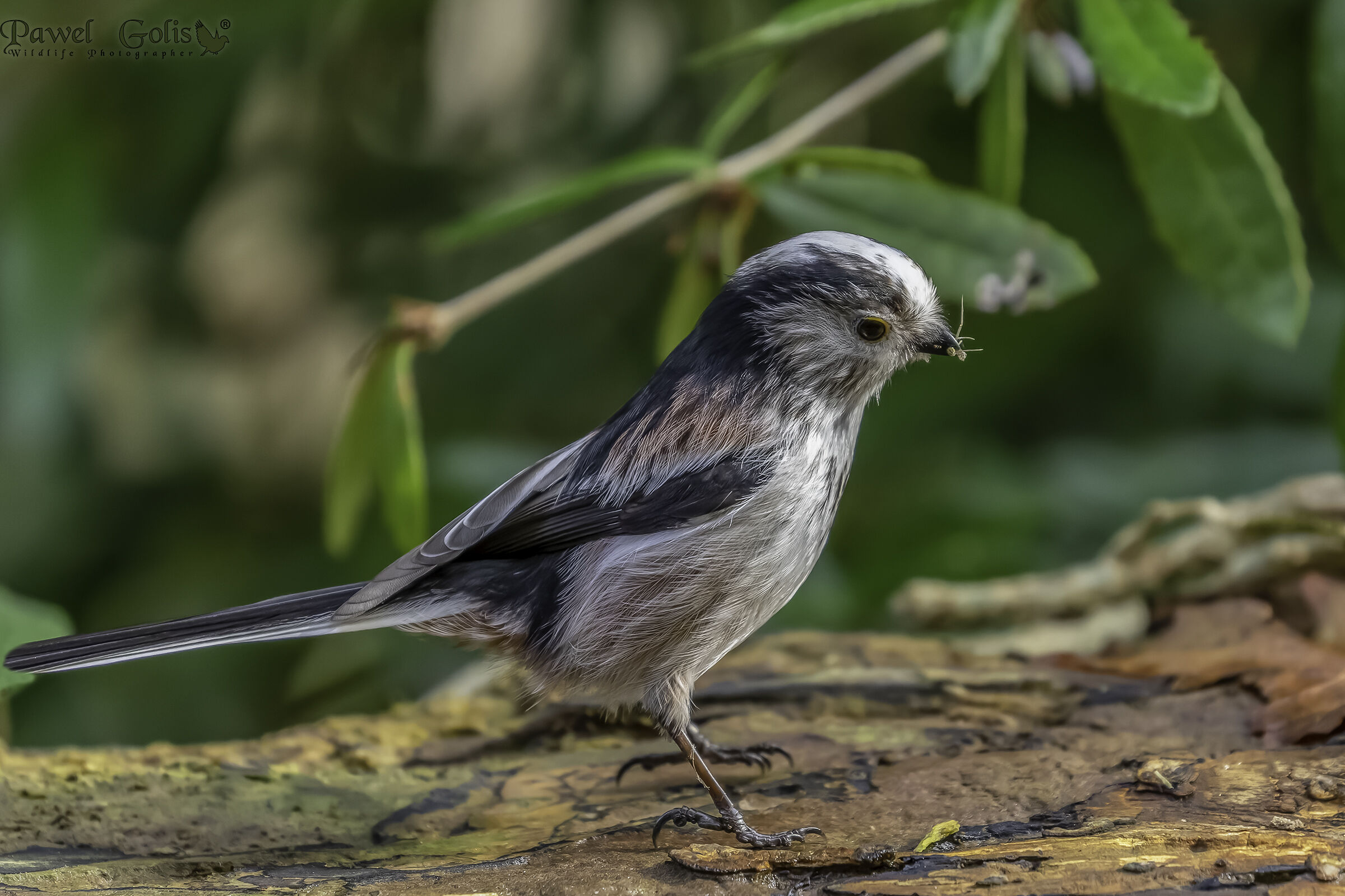 Long-tailed bushtit (Aegithalos caudatus)