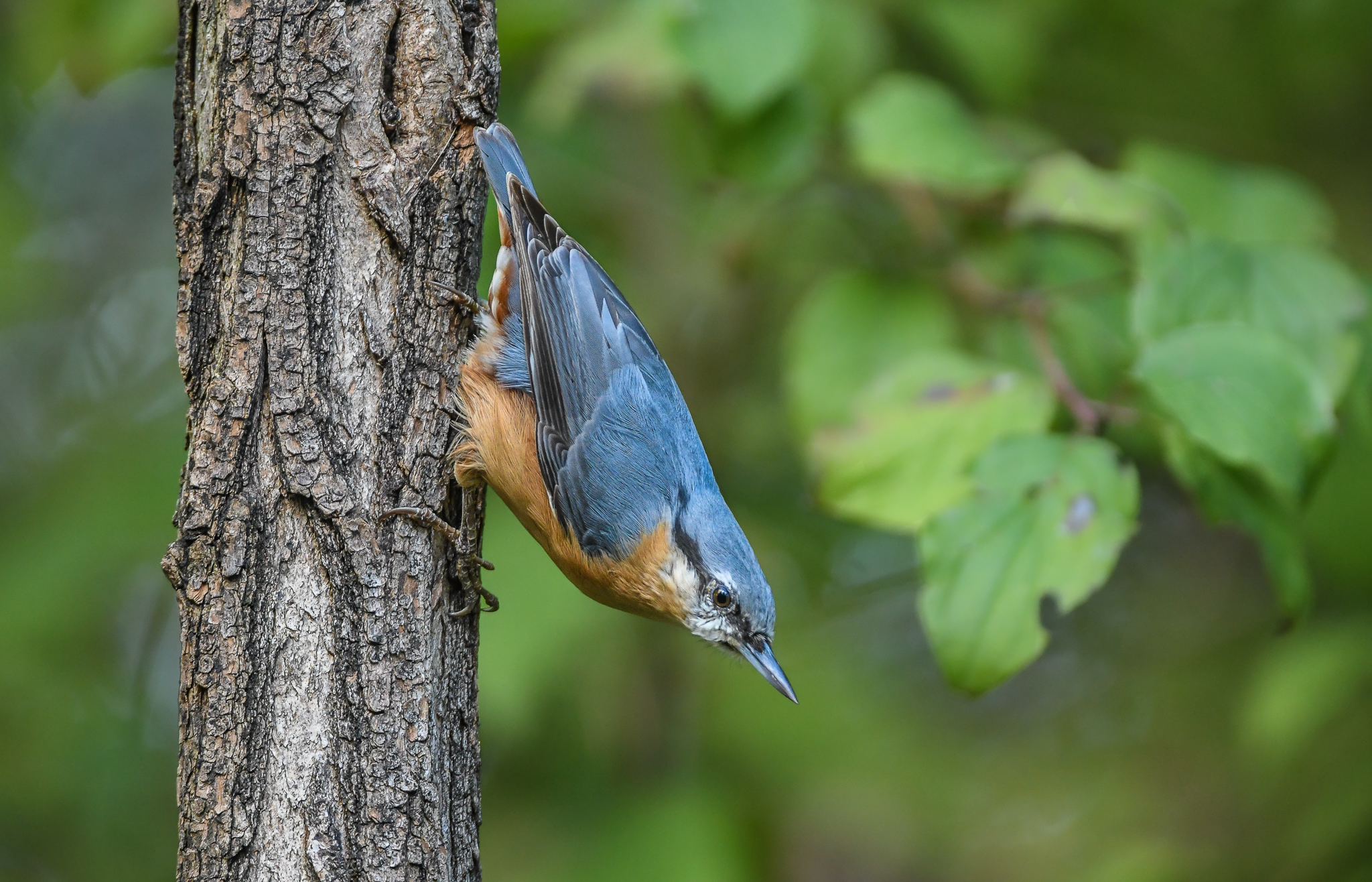 Aspettavo il Rampichino è arrivato il Picchio murator...