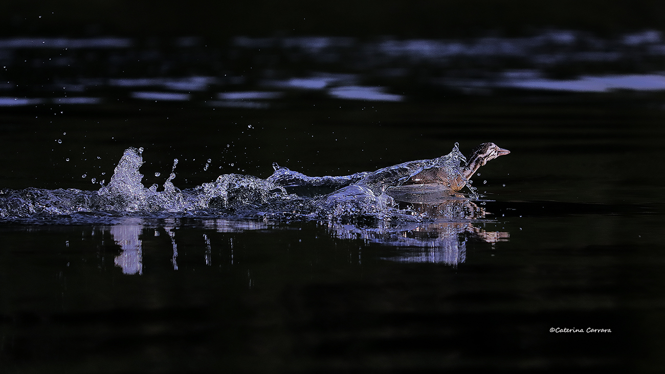 Difesa del territorio