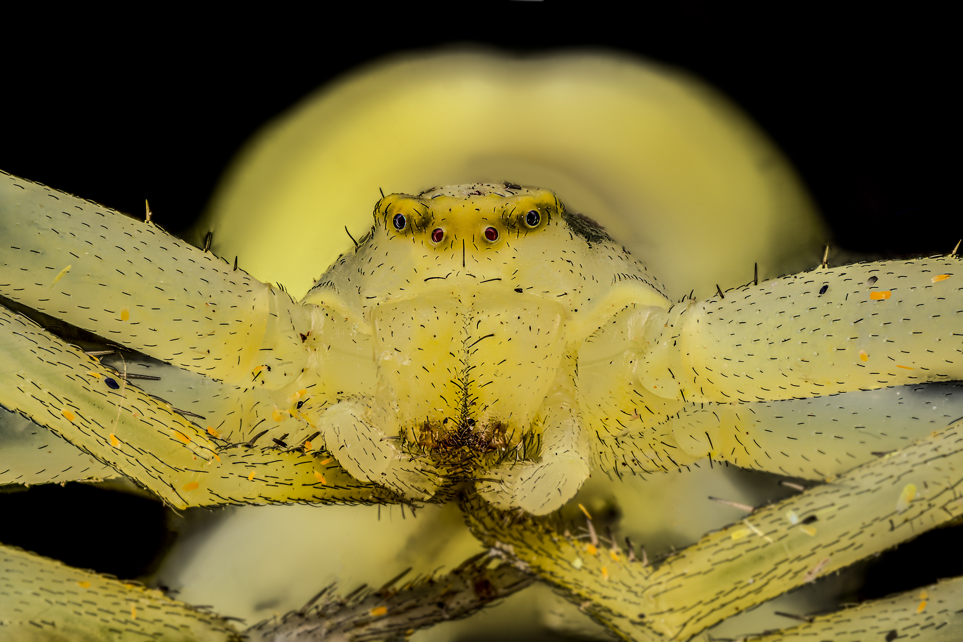 Misumena vatia, Thomisidae