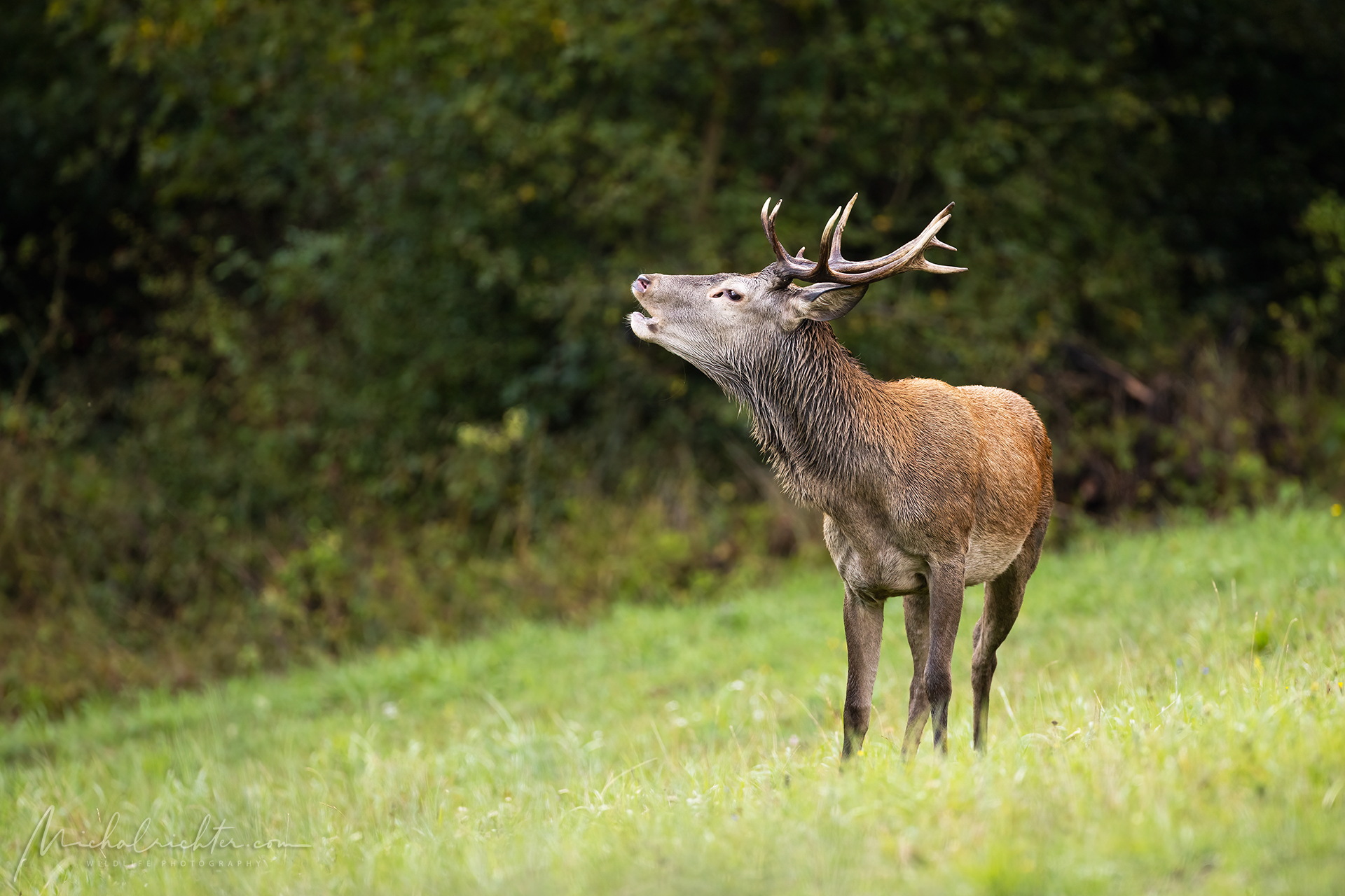 Cervus elaphus (Cervo rosso)