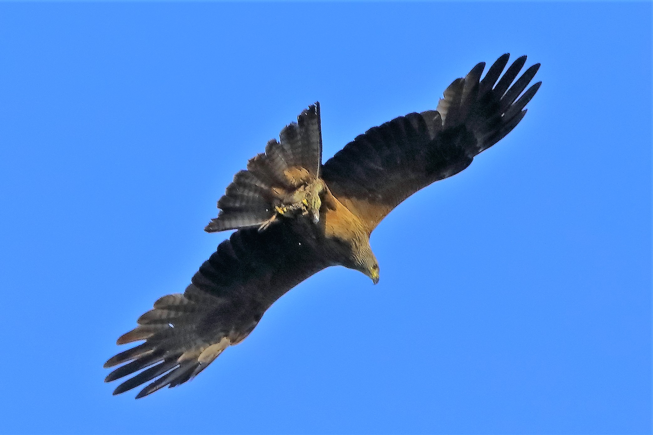 Nibbio bruno 06-06-2022