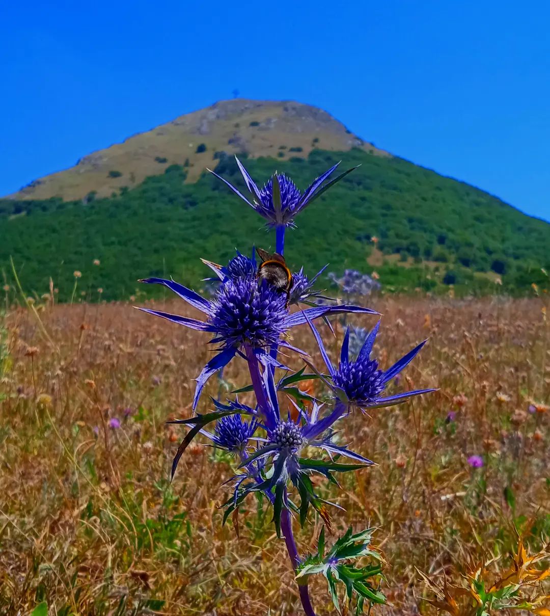 monte san near